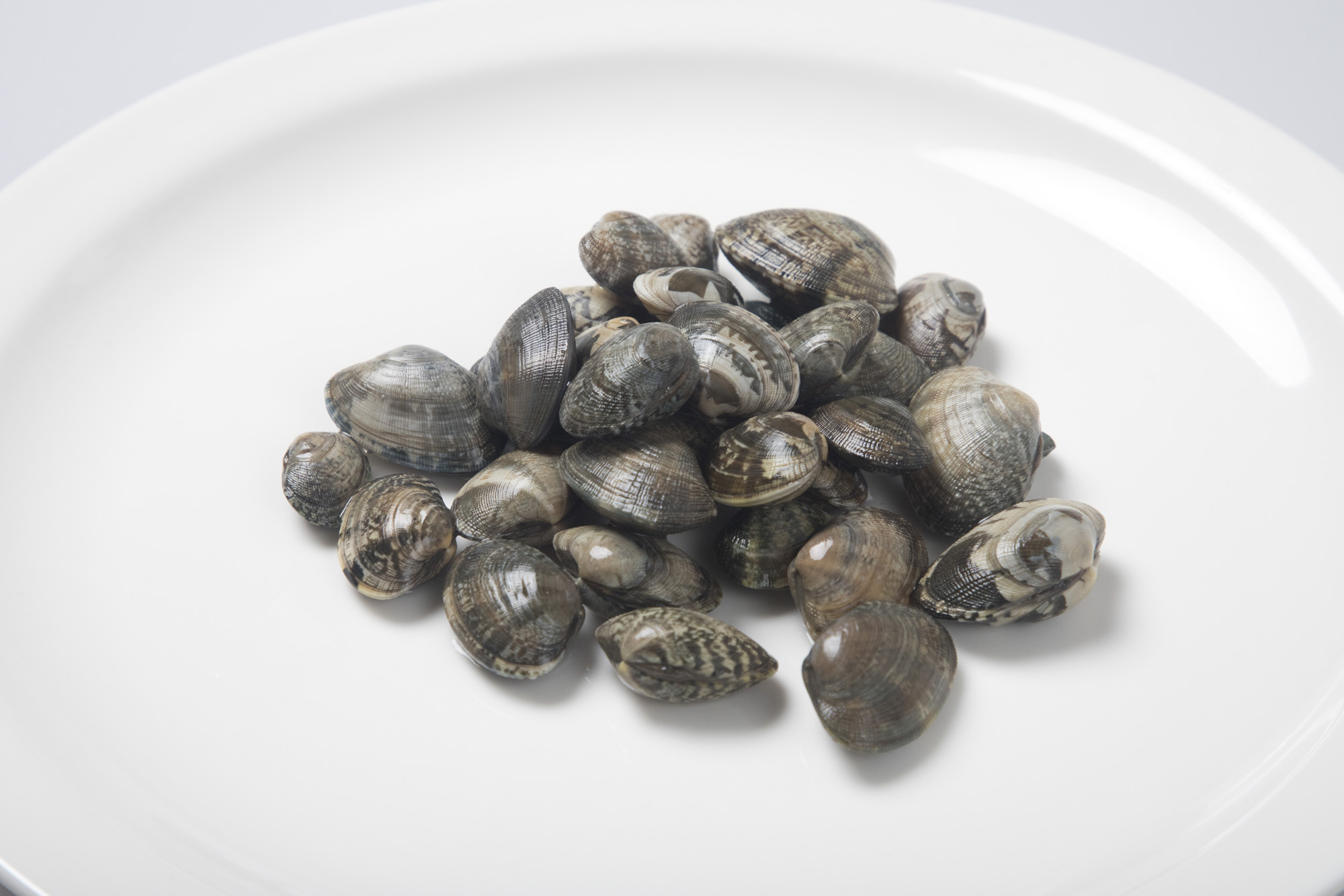 사회;비브리오패혈증;조개;어패류;바지락