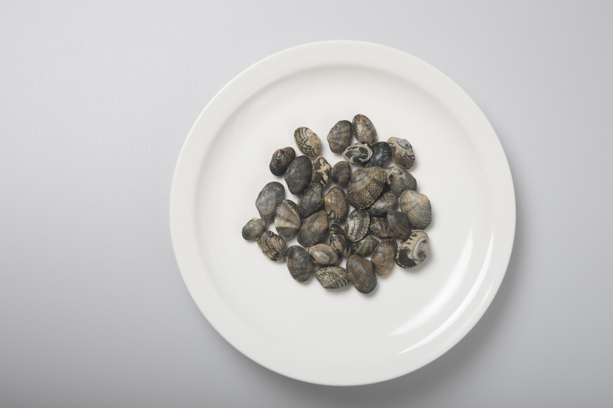 사회;비브리오패혈증;조개;어패류;바지락