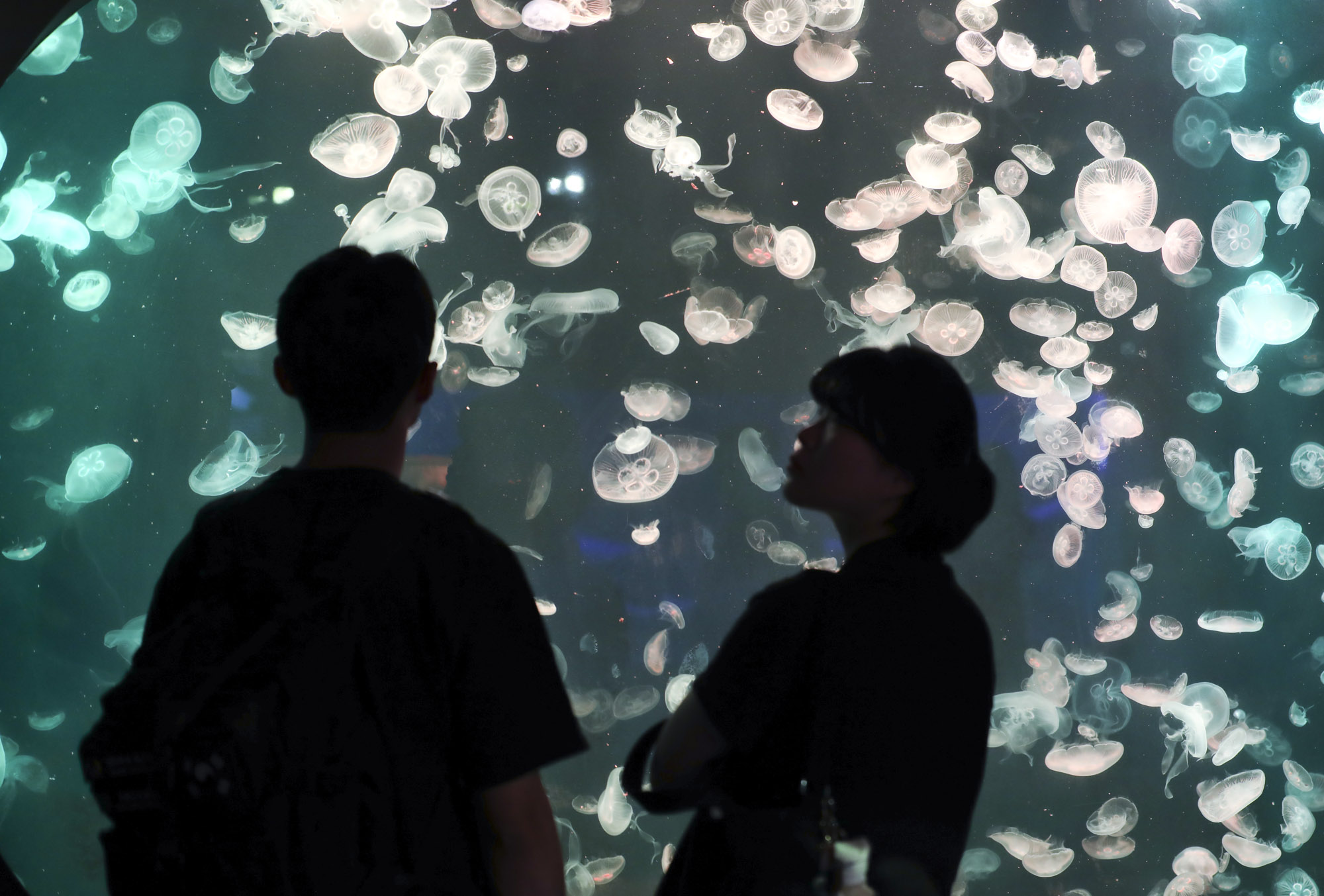 63빌딩아쿠아;63빌딩수족관;아쿠아플라넷63;63스퀘어수족관