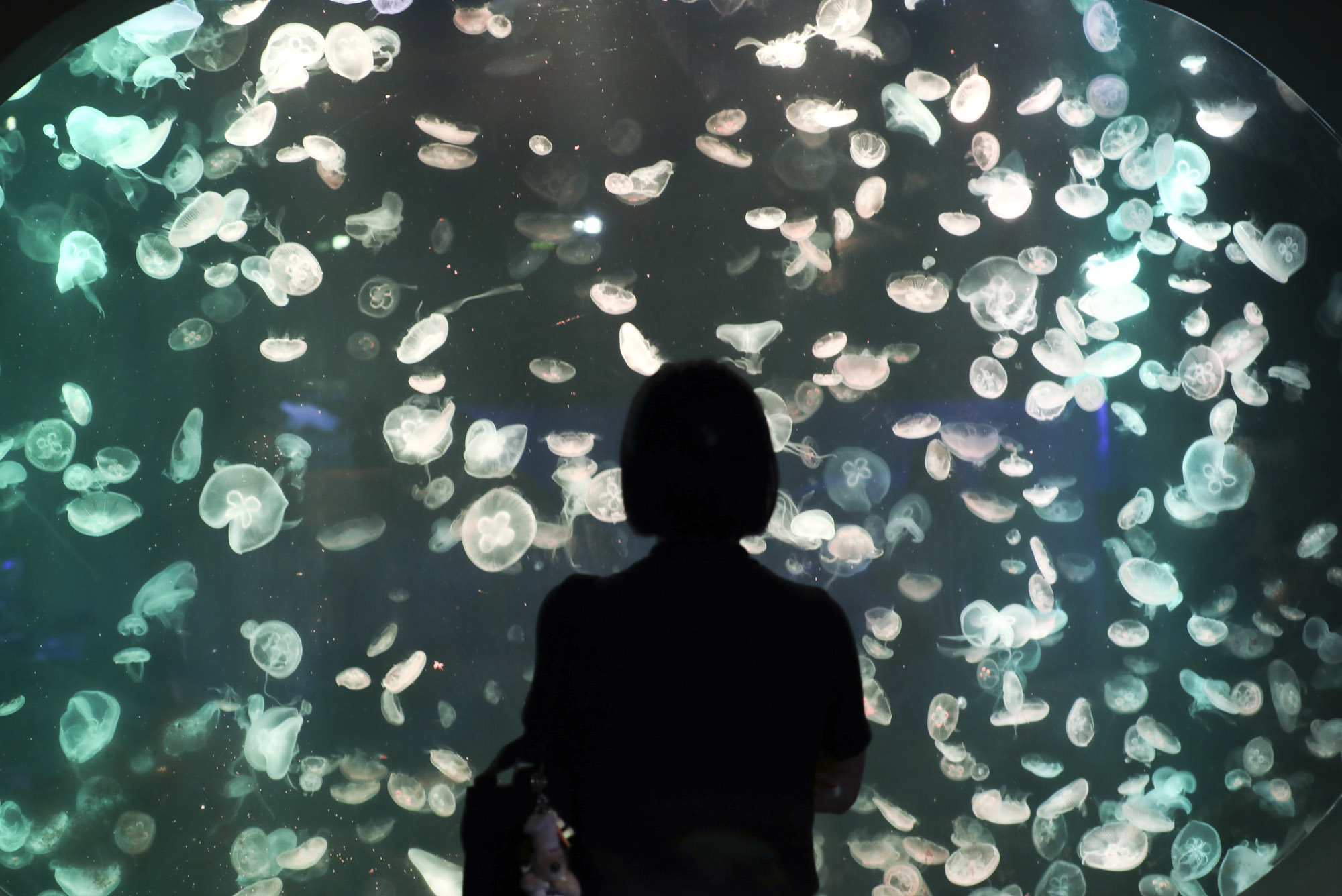 63빌딩아쿠아;63빌딩수족관;아쿠아플라넷63;63스퀘어수족관