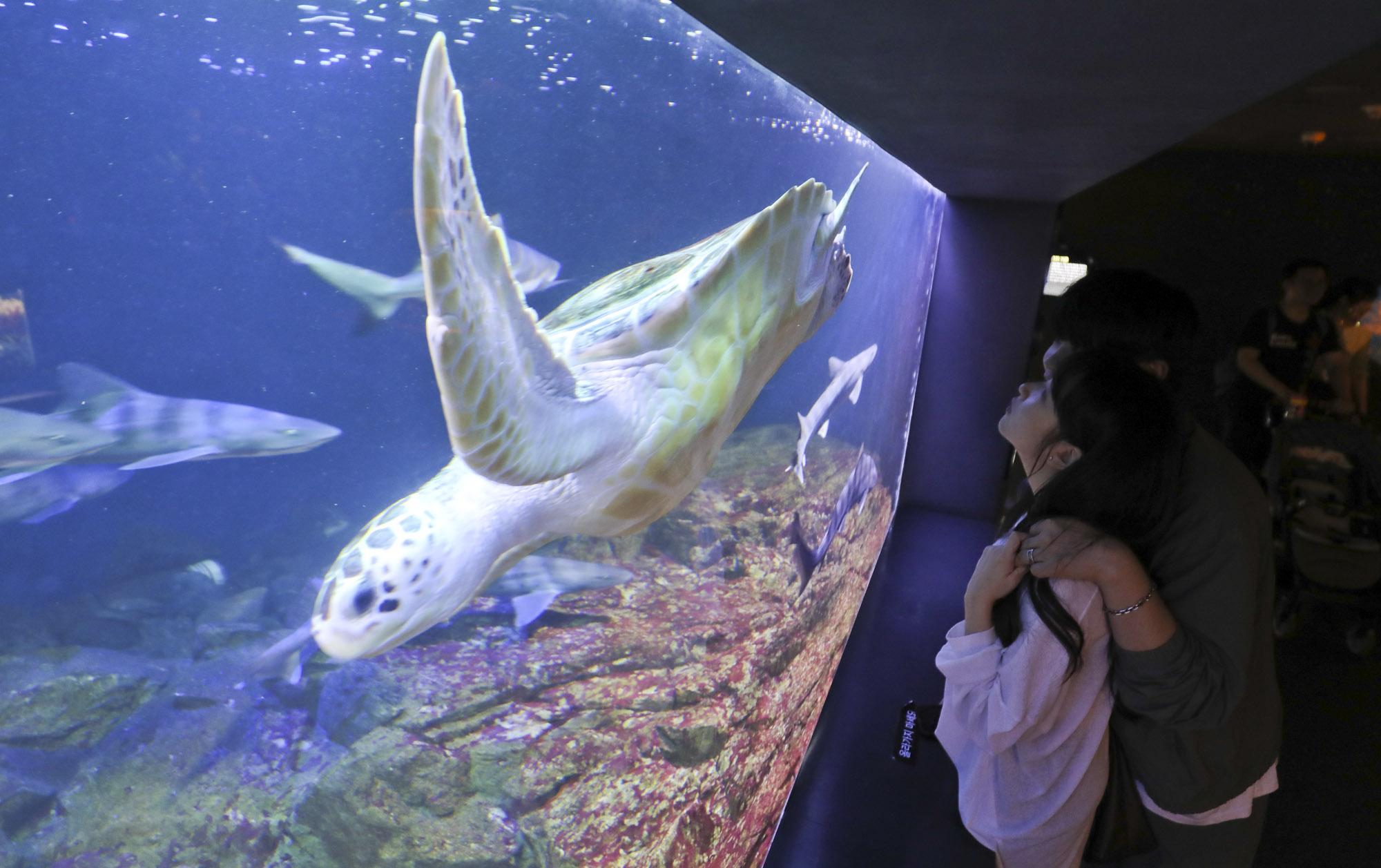 63빌딩아쿠아;63빌딩수족관;아쿠아플라넷63;63스퀘어수족관