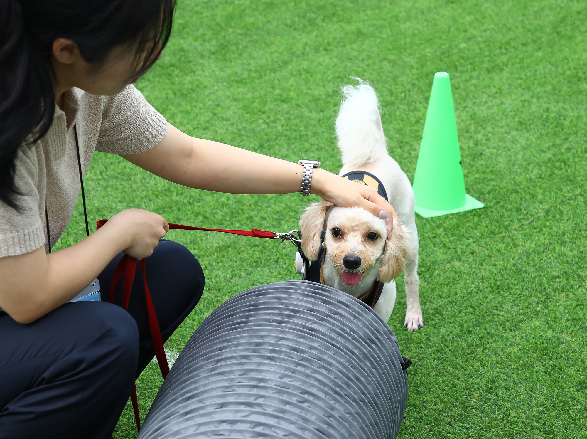 K리그 댕댕페스티벌;FC;세븐일레븐