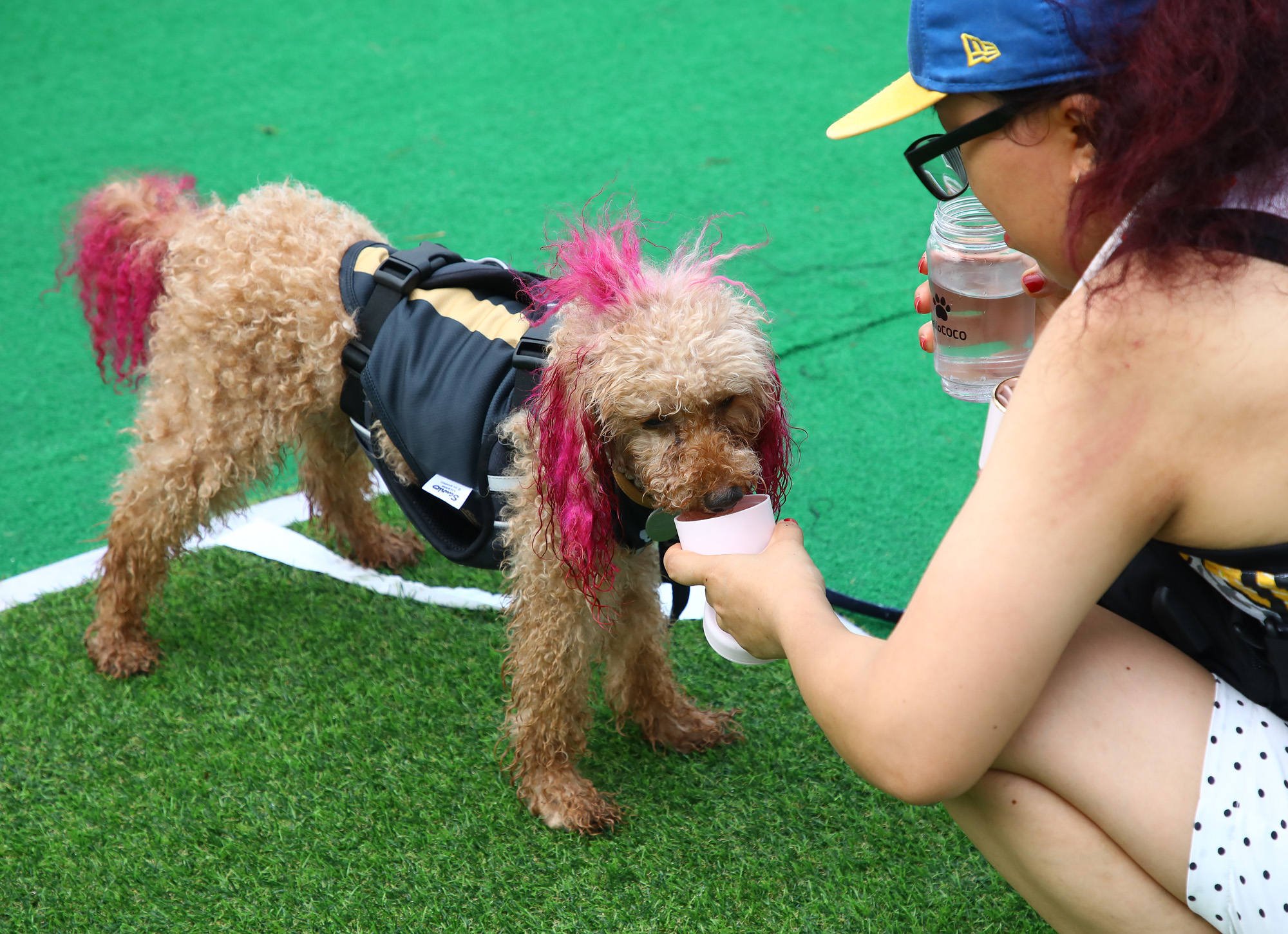 K리그 댕댕페스티벌;FC;세븐일레븐