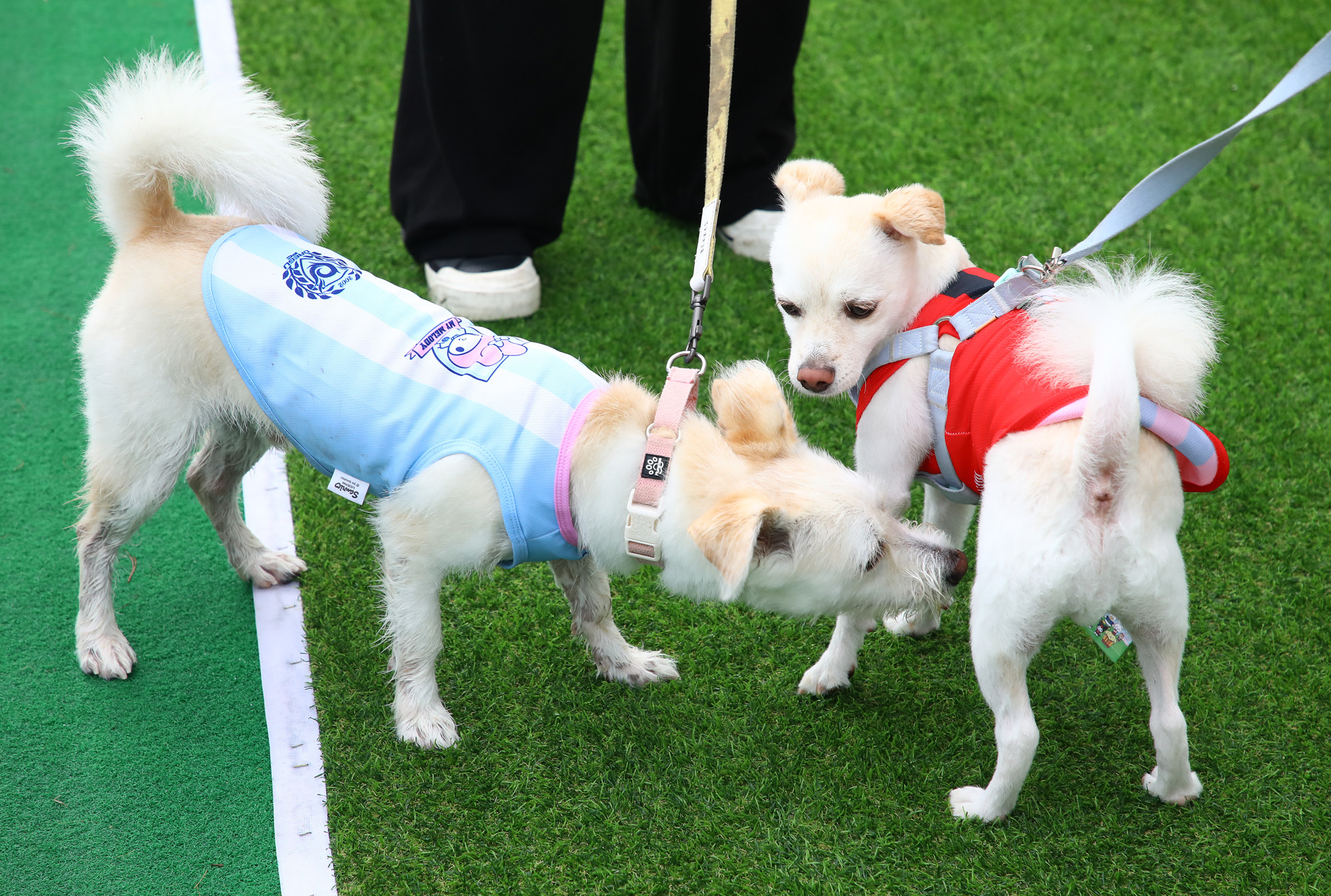 K리그 댕댕페스티벌;FC;세븐일레븐