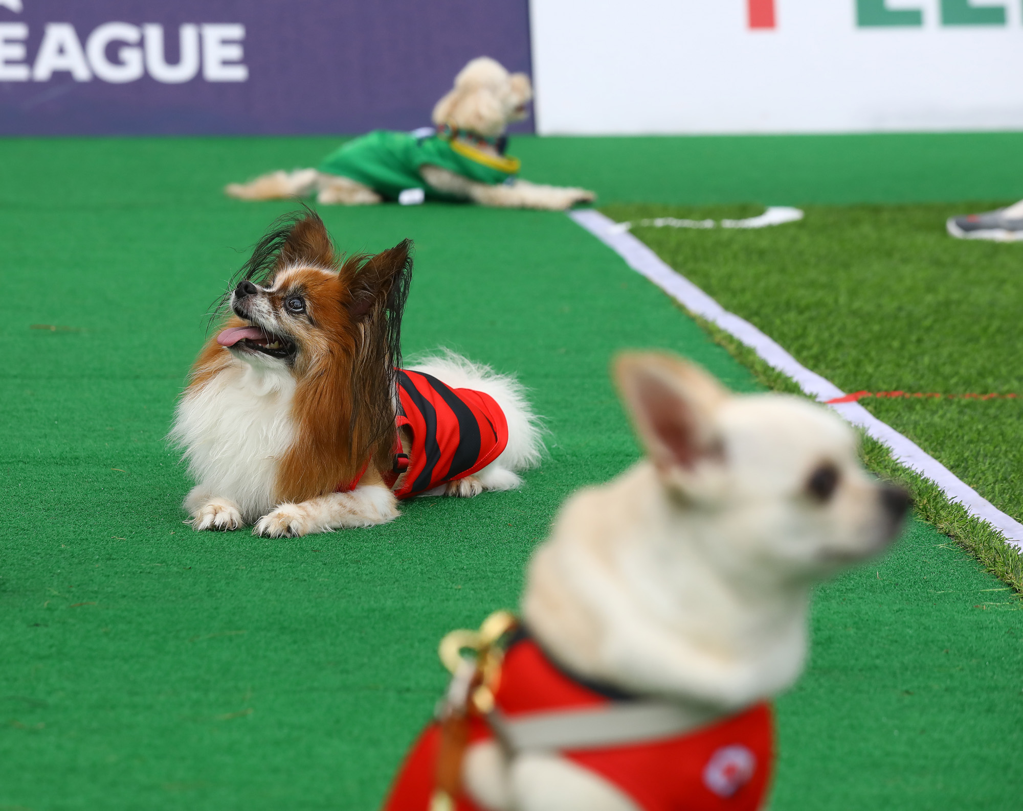 K리그 댕댕페스티벌;FC;세븐일레븐