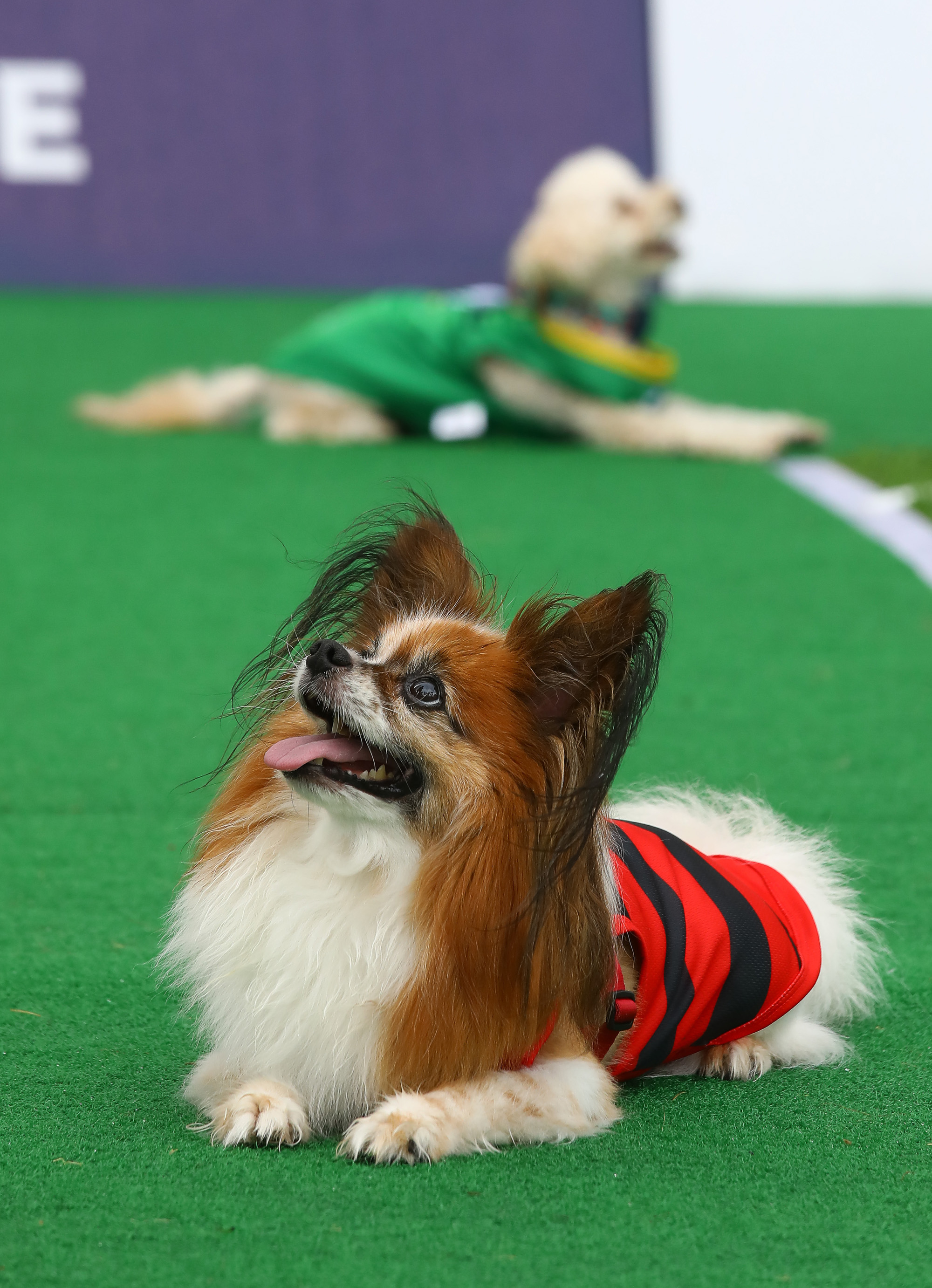 K리그 댕댕페스티벌;FC;세븐일레븐