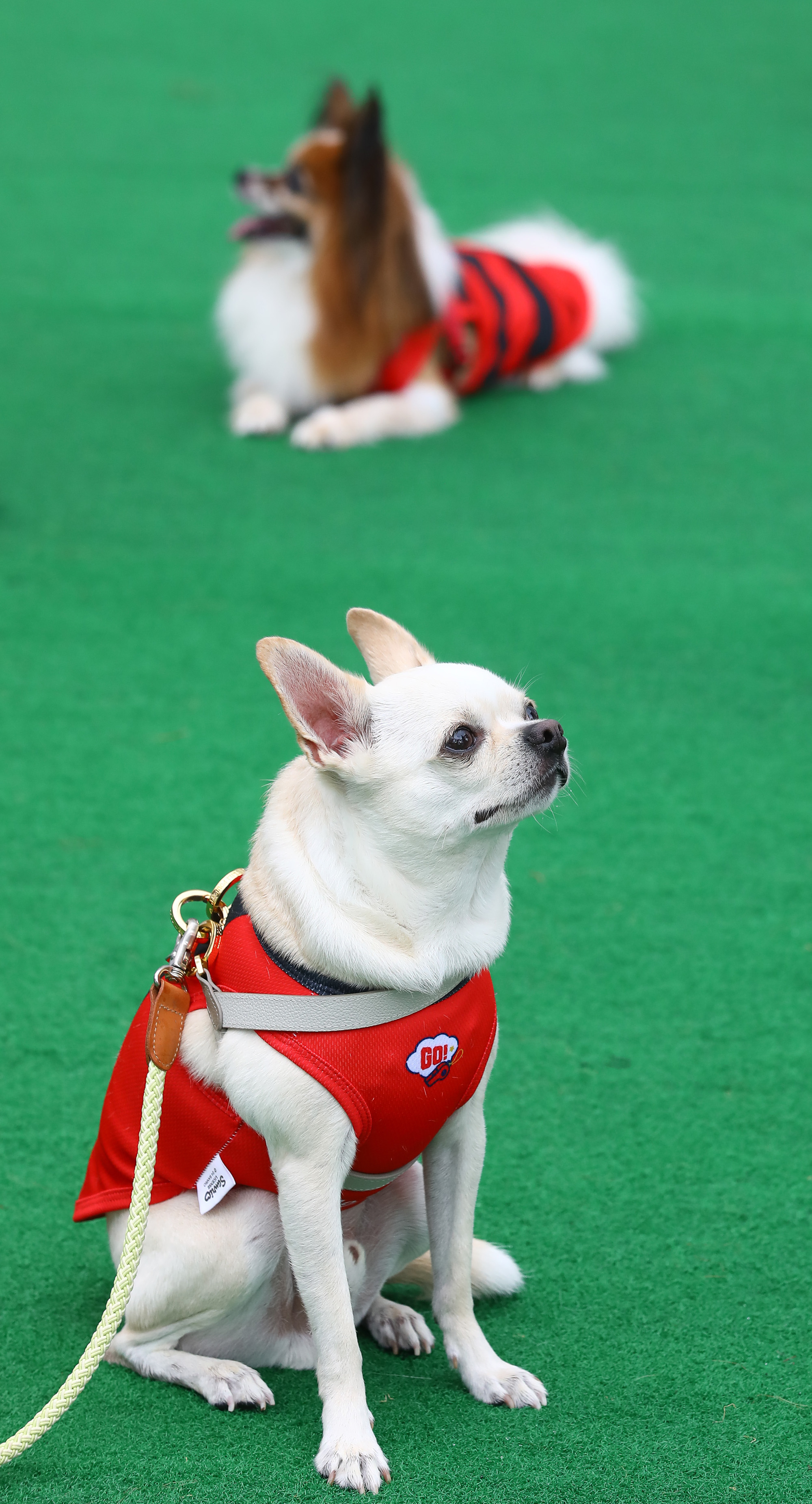 K리그 댕댕페스티벌;FC;세븐일레븐