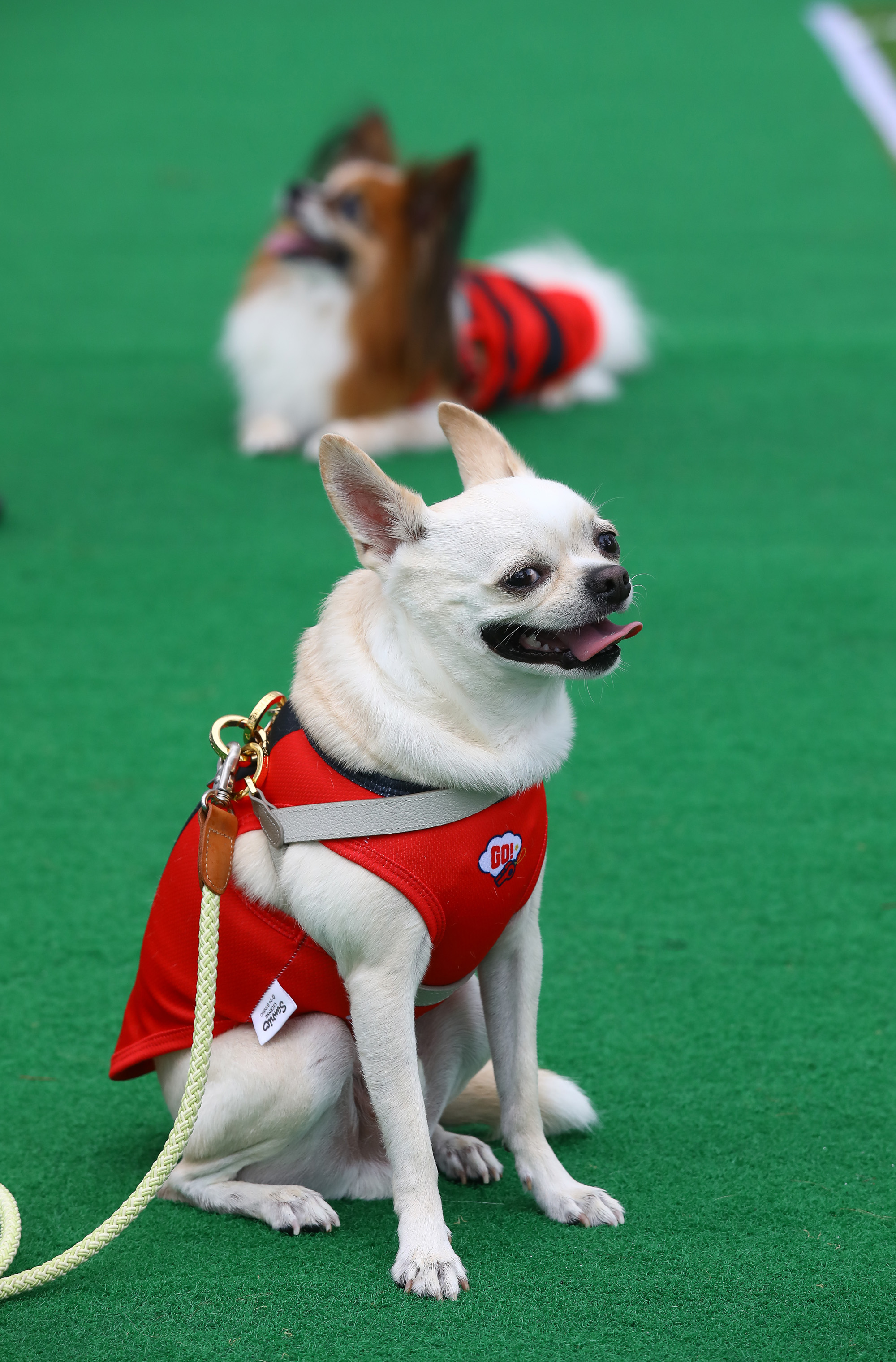 K리그 댕댕페스티벌;FC;세븐일레븐