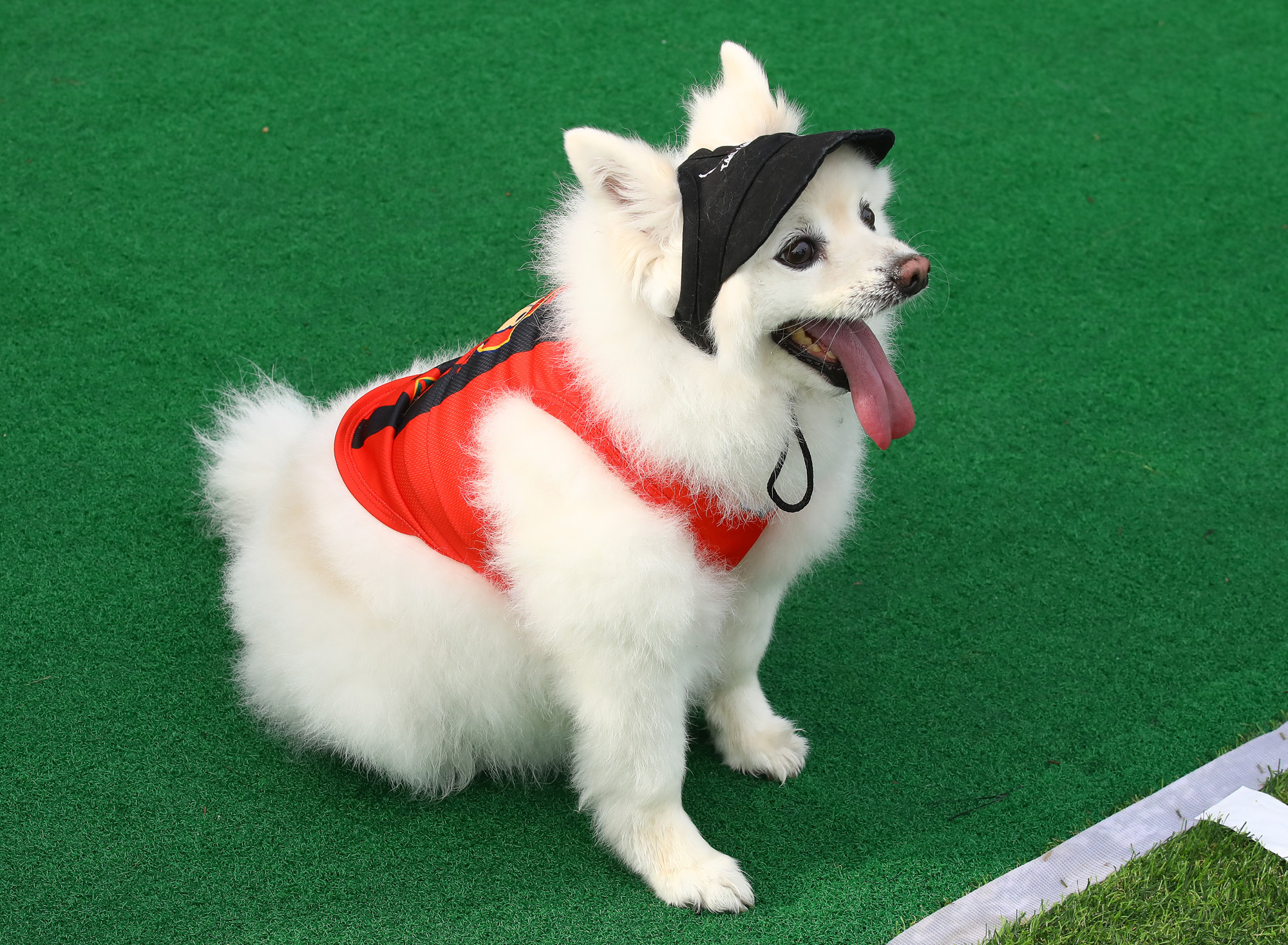 K리그 댕댕페스티벌;FC;세븐일레븐