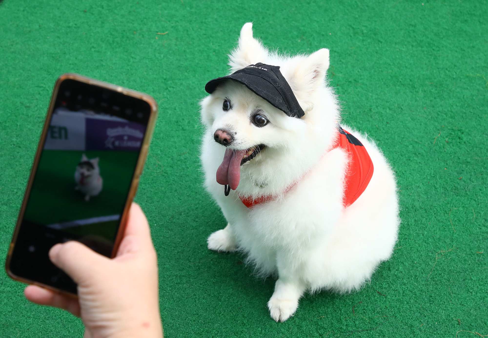 K리그 댕댕페스티벌;FC;세븐일레븐