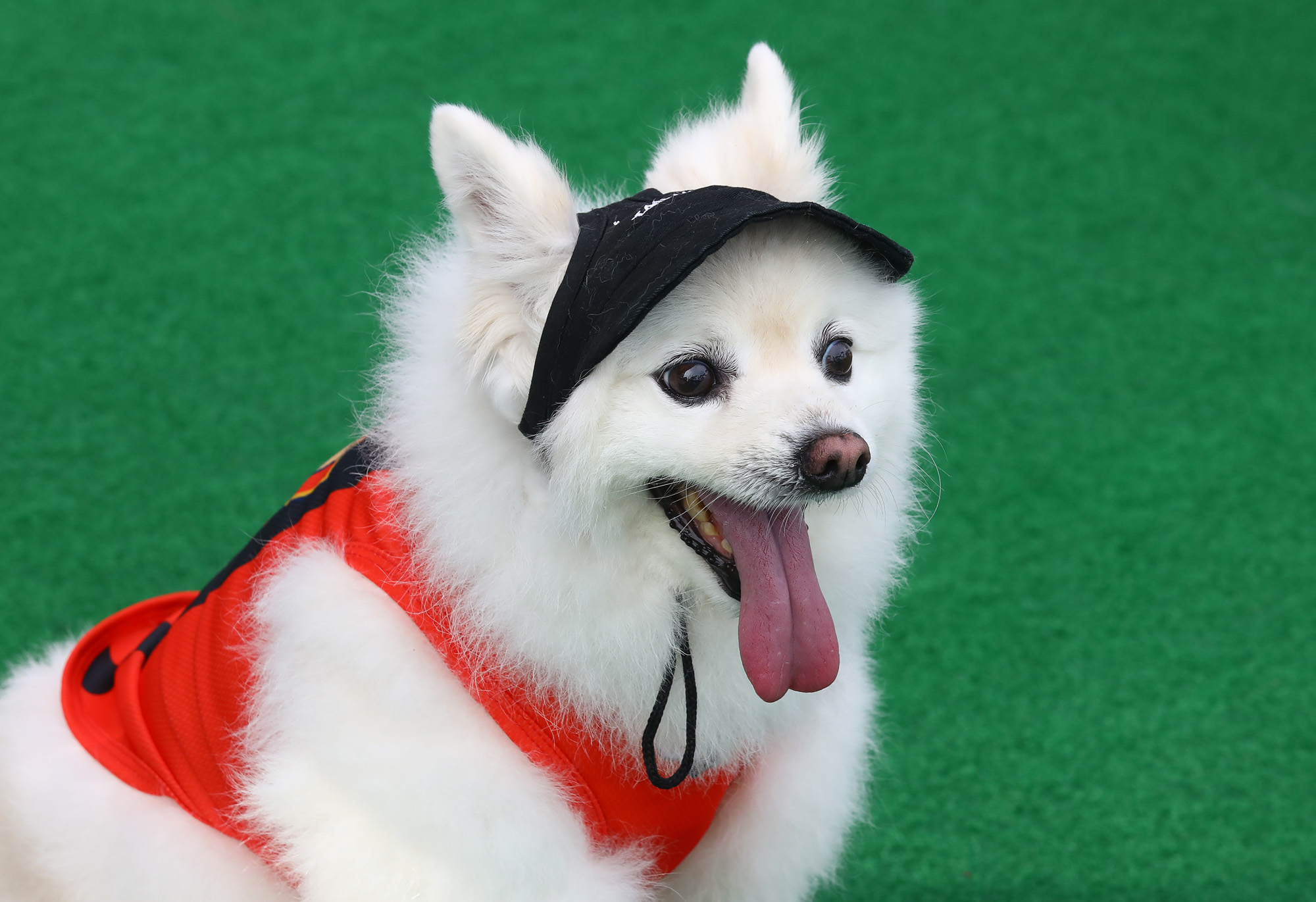 K리그 댕댕페스티벌;FC;세븐일레븐