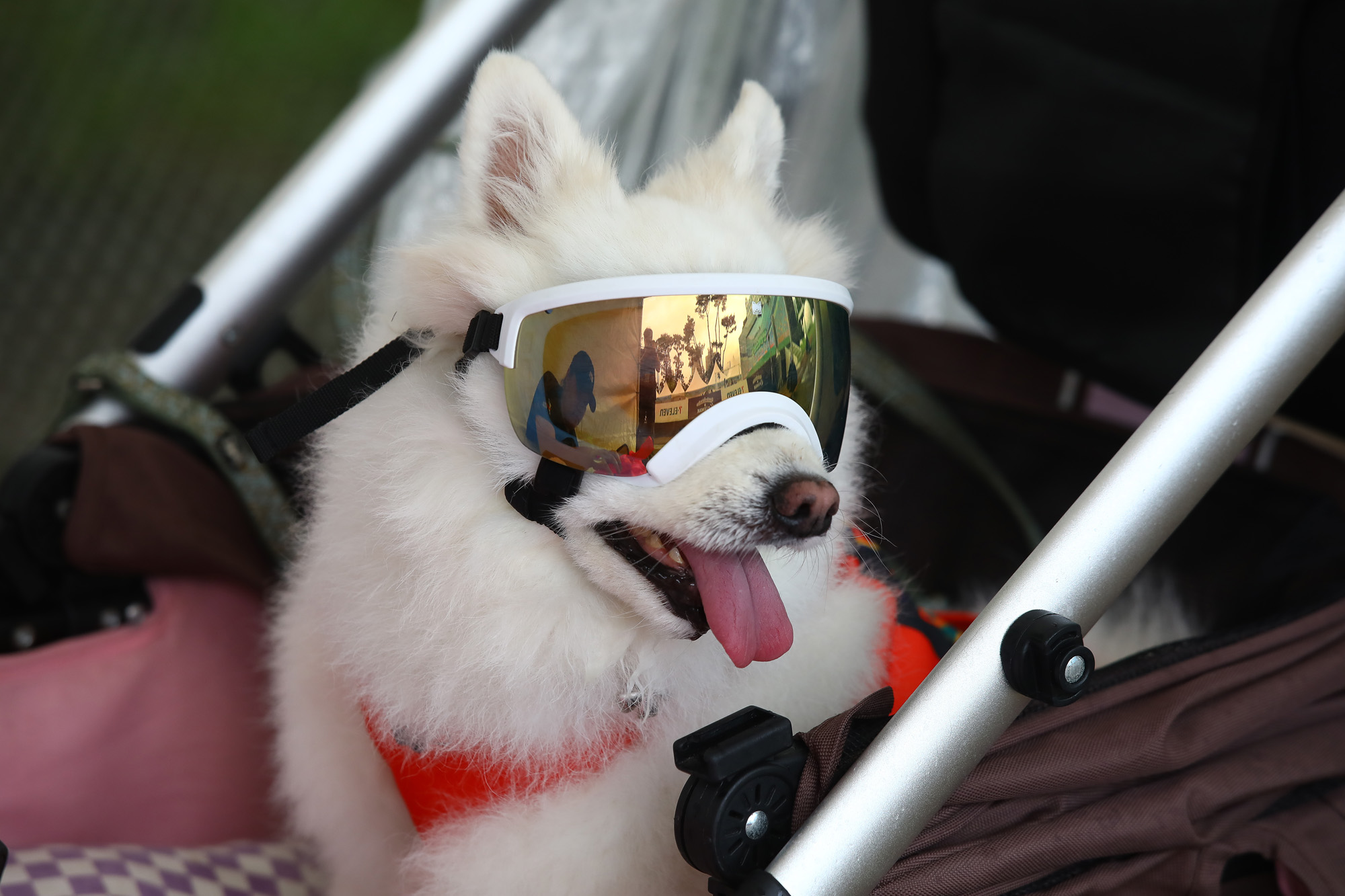 K리그 댕댕페스티벌;FC;세븐일레븐