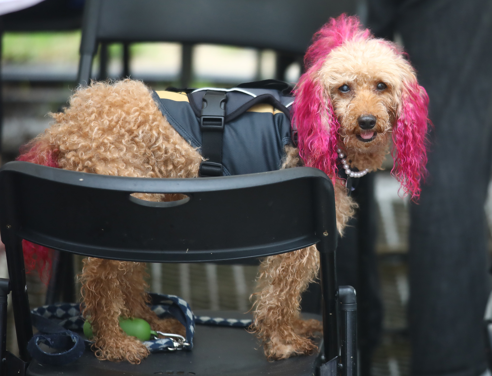 K리그 댕댕페스티벌;FC;세븐일레븐