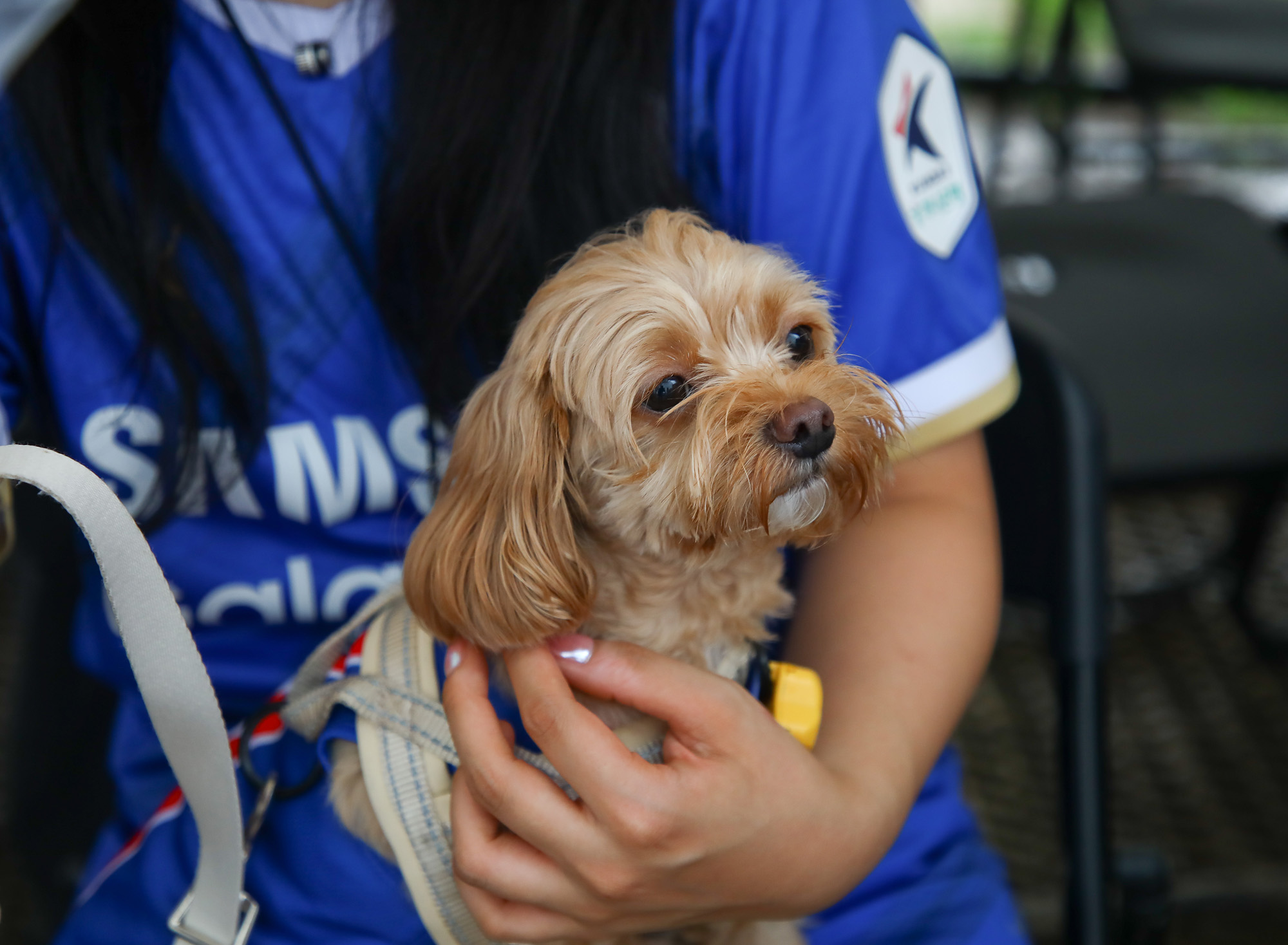 K리그 댕댕페스티벌;FC;세븐일레븐