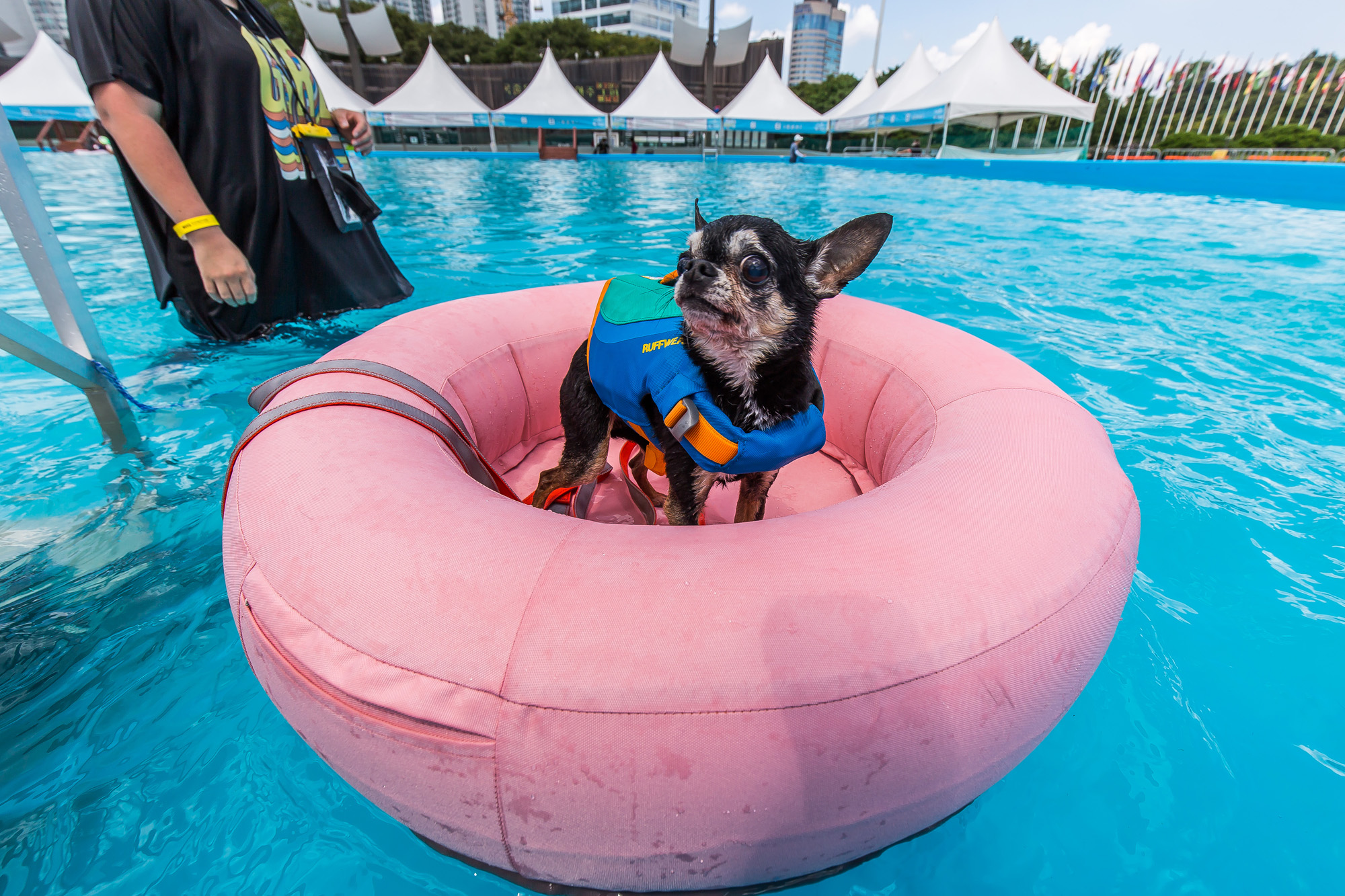 사회;세태;무더위;여름스케치;폭염스케치;반려견물놀이장;올림픽공원평화의문광장;하하호호올림픽반려견물놀이장;반려견물놀이;여름물놀이