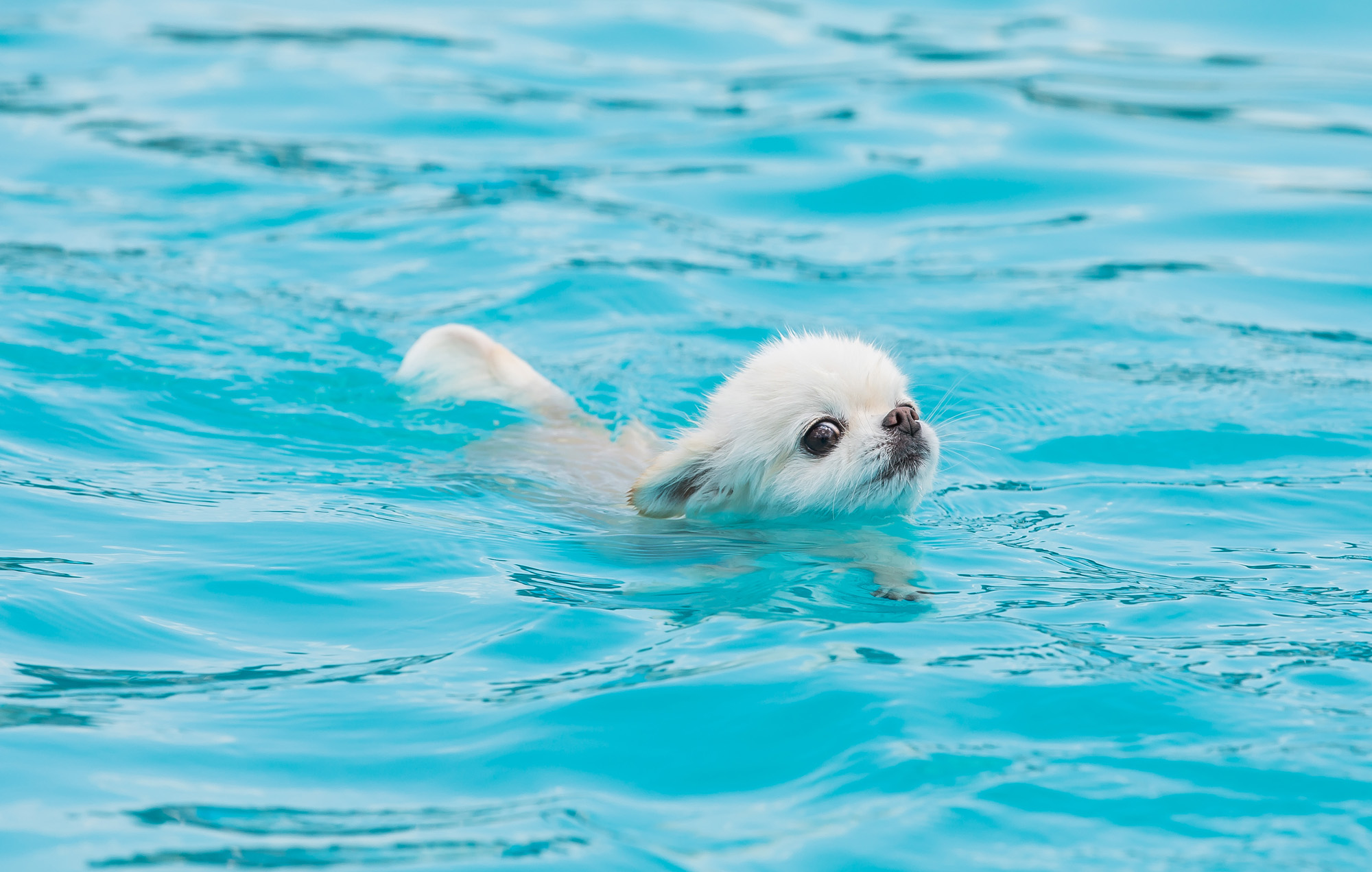 사회;세태;무더위;여름스케치;폭염스케치;반려견물놀이장;올림픽공원평화의문광장;하하호호올림픽반려견물놀이장;반려견물놀이;여름물놀이