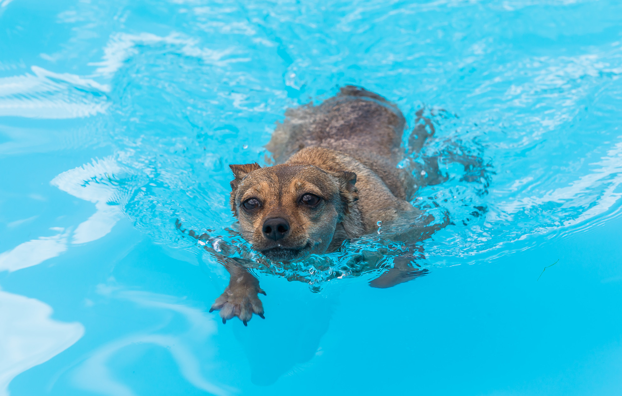 사회;세태;무더위;여름스케치;폭염스케치;반려견물놀이장;올림픽공원평화의문광장;하하호호올림픽반려견물놀이장;반려견물놀이;여름물놀이