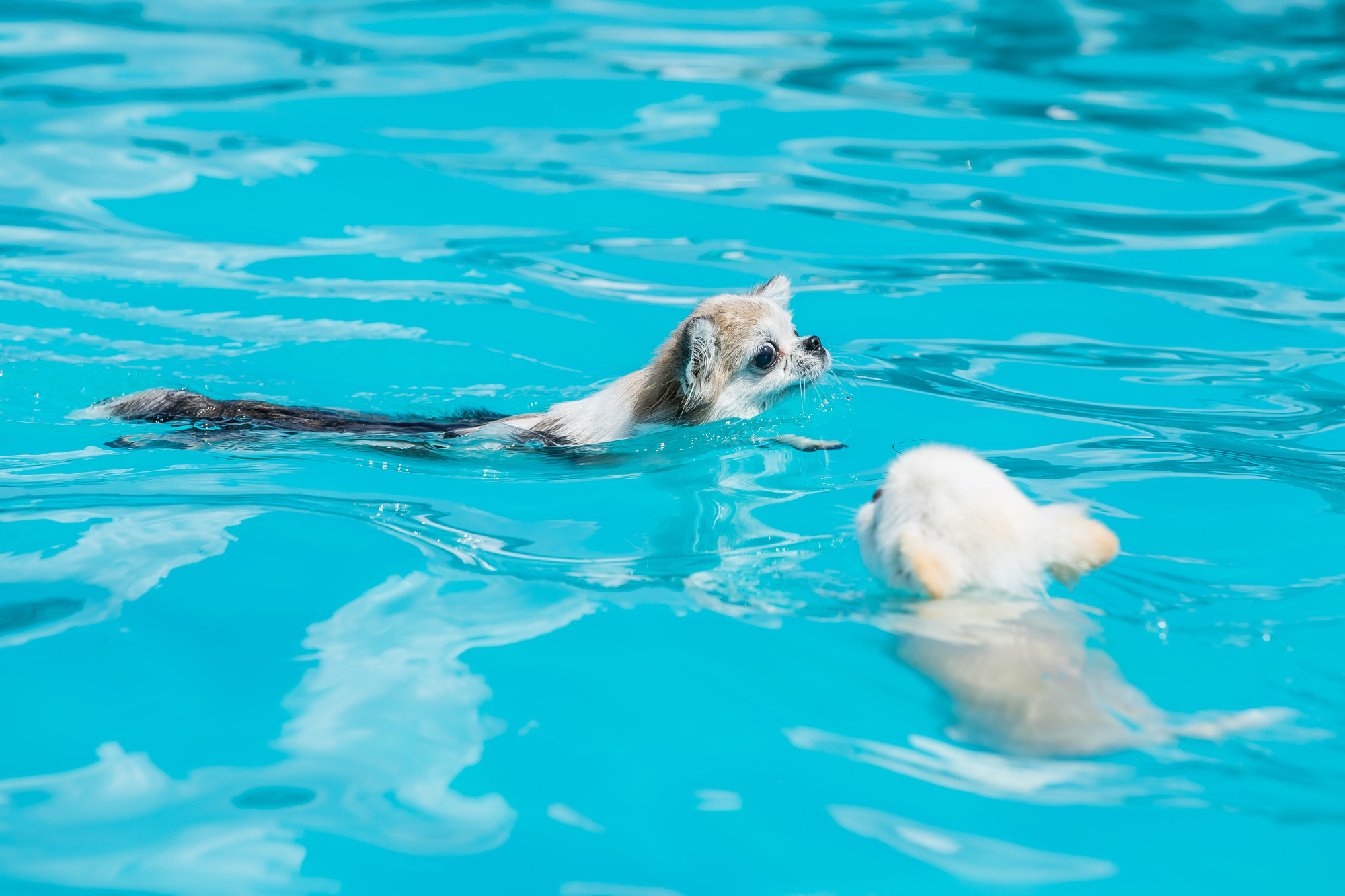 사회;세태;무더위;여름스케치;폭염스케치;반려견물놀이장;올림픽공원평화의문광장;하하호호올림픽반려견물놀이장;반려견물놀이;여름물놀이