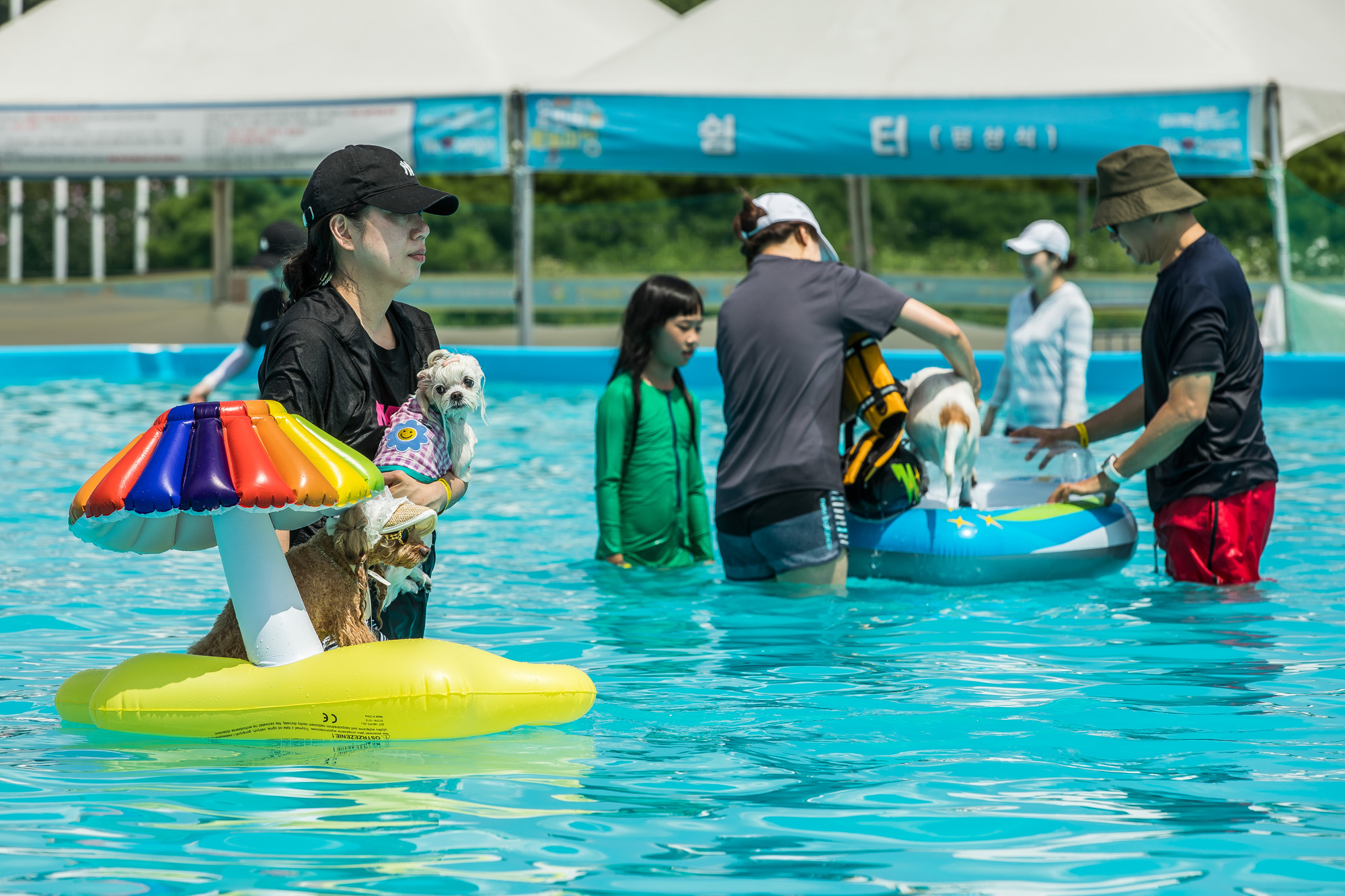 사회;세태;무더위;여름스케치;폭염스케치;반려견물놀이장;올림픽공원평화의문광장;하하호호올림픽반려견물놀이장;반려견물놀이;여름물놀이