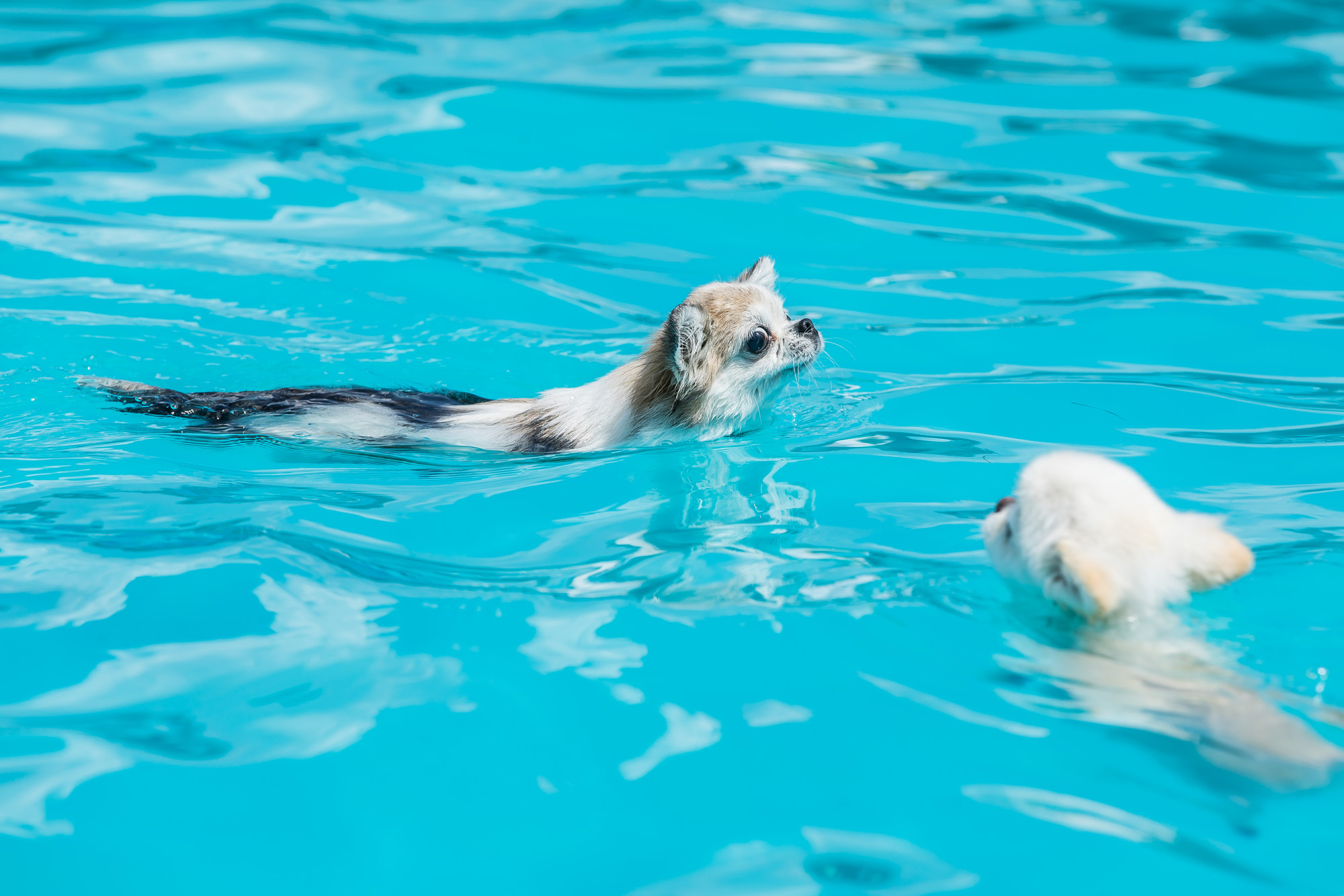 사회;세태;무더위;여름스케치;폭염스케치;반려견물놀이장;올림픽공원평화의문광장;하하호호올림픽반려견물놀이장;반려견물놀이;여름물놀이