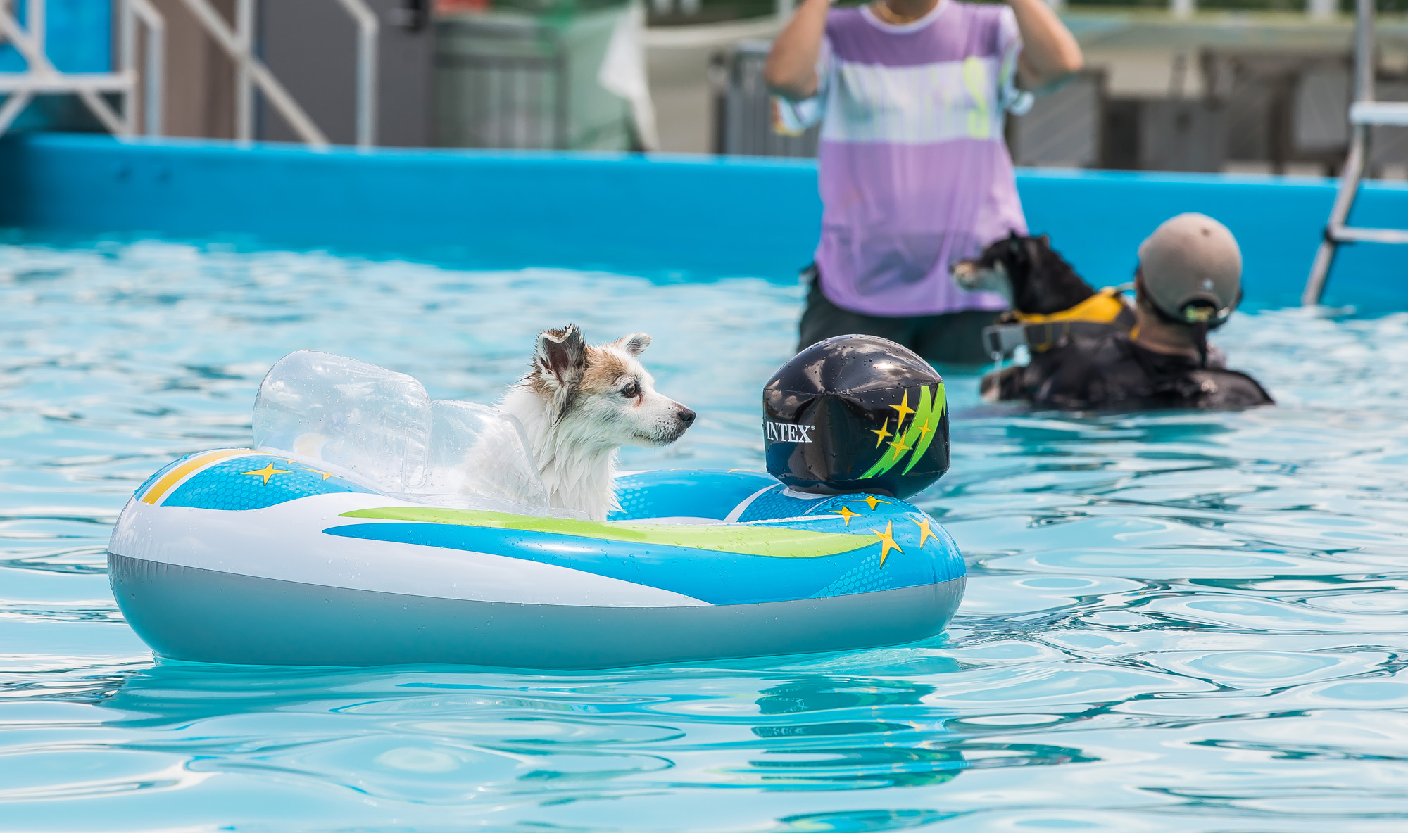 사회;세태;무더위;여름스케치;폭염스케치;반려견물놀이장;올림픽공원평화의문광장;하하호호올림픽반려견물놀이장;반려견물놀이;여름물놀이