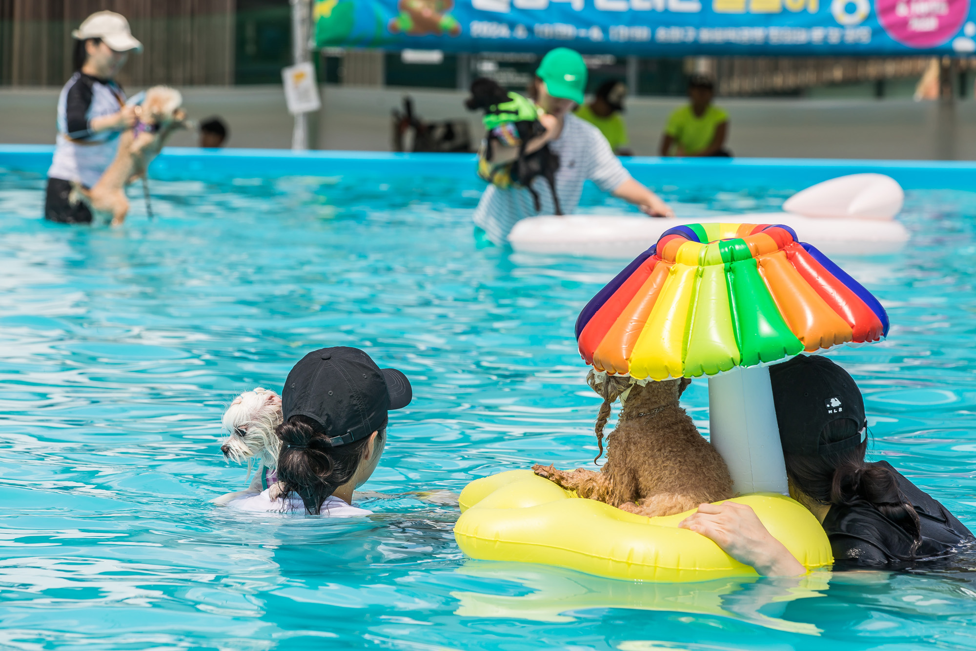 사회;세태;무더위;여름스케치;폭염스케치;반려견물놀이장;올림픽공원평화의문광장;하하호호올림픽반려견물놀이장;반려견물놀이;여름물놀이