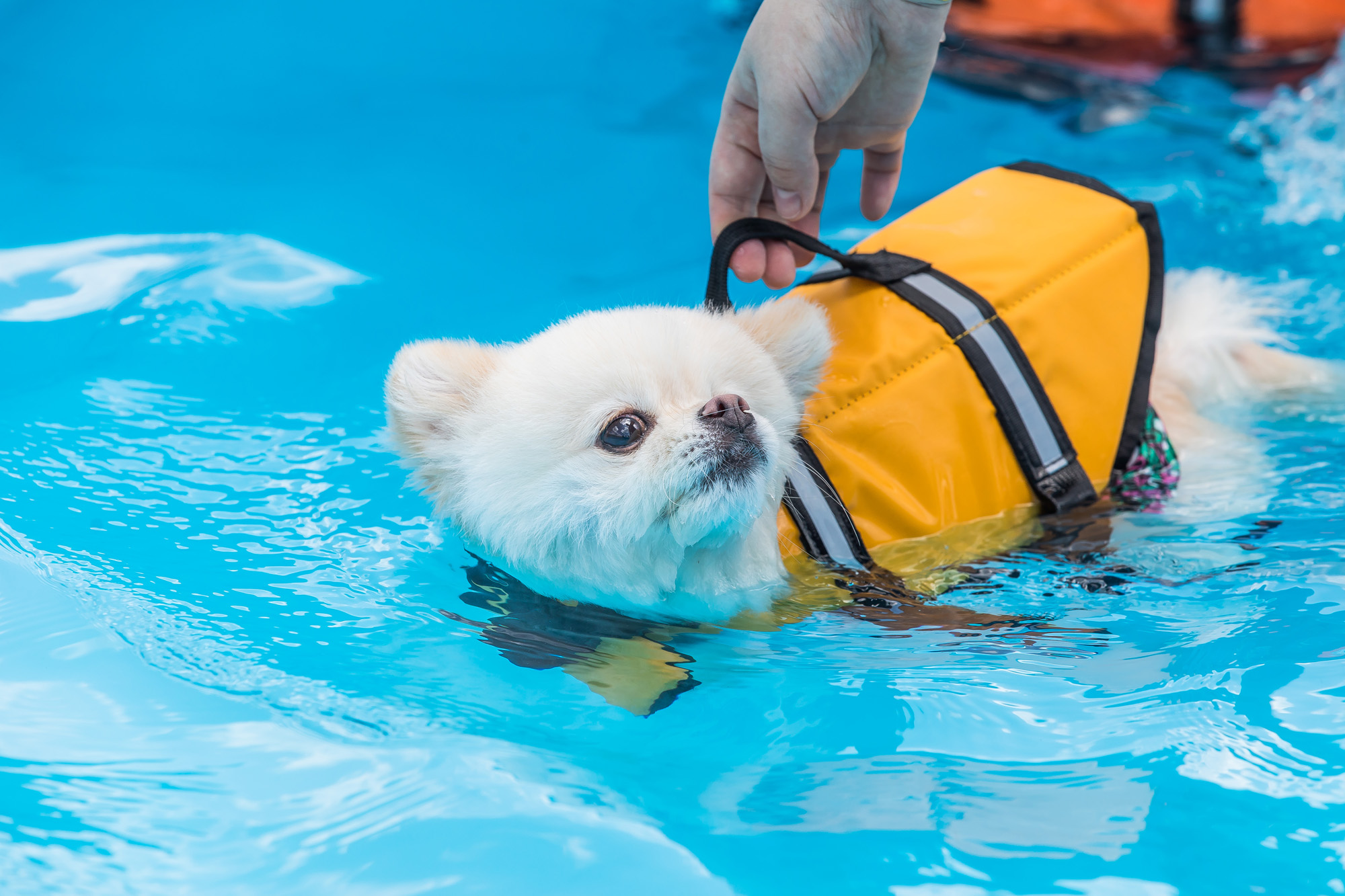 사회;세태;무더위;여름스케치;폭염스케치;반려견물놀이장;올림픽공원평화의문광장;하하호호올림픽반려견물놀이장;반려견물놀이;여름물놀이