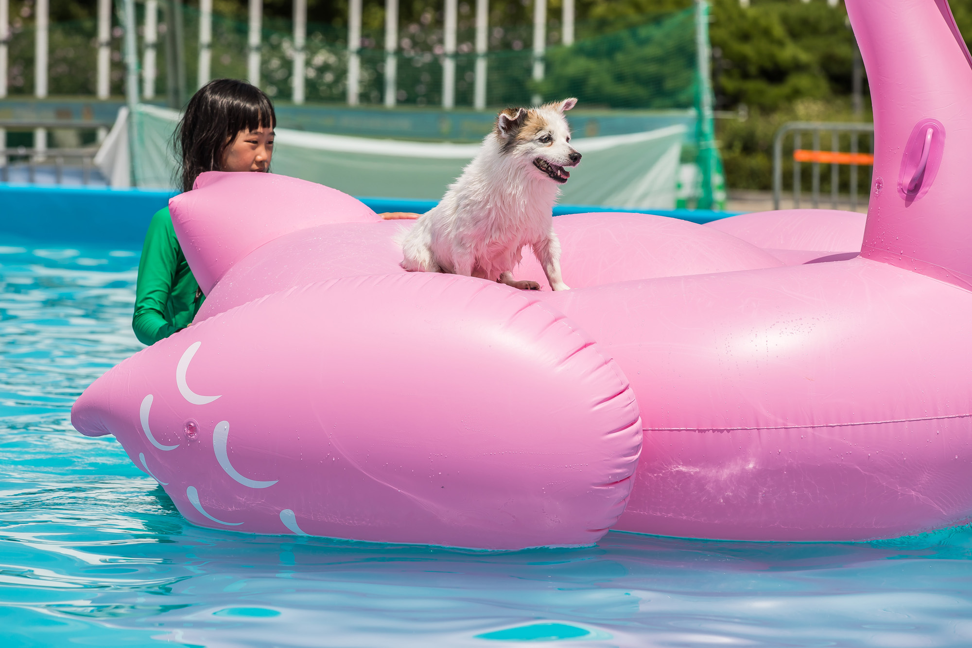 사회;세태;무더위;여름스케치;폭염스케치;반려견물놀이장;올림픽공원평화의문광장;하하호호올림픽반려견물놀이장;반려견물놀이;여름물놀이