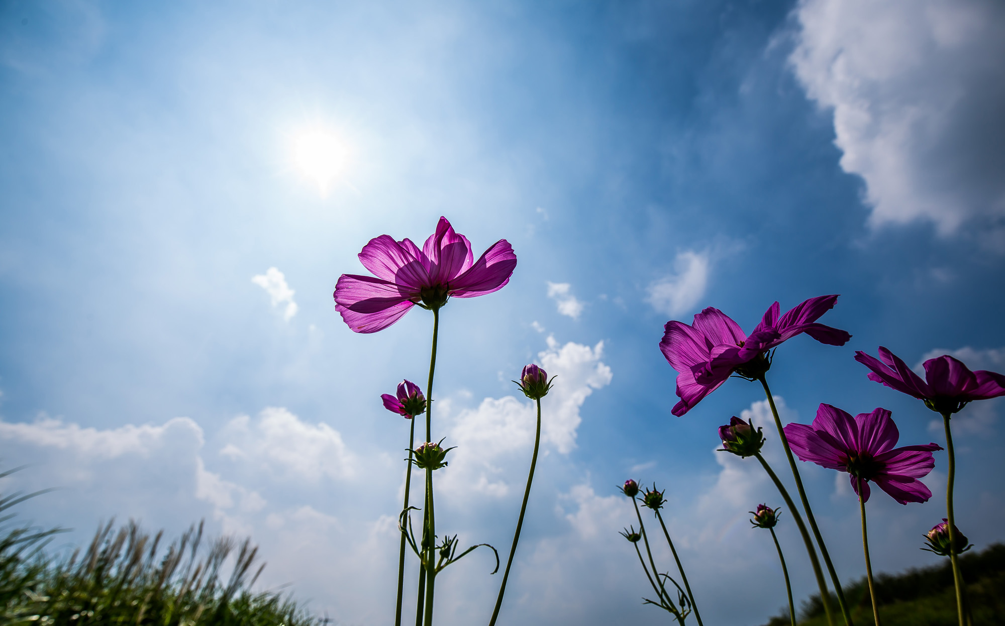 사회;계절;계절스케치;가을스케치;가을무더위;하늘공원;하늘공원가을스케치