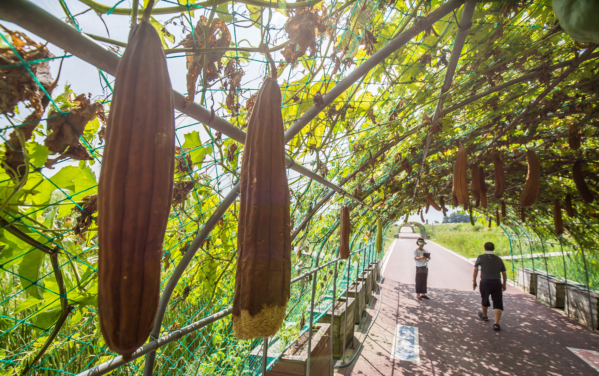 사회;계절;계절스케치;가을스케치;가을무더위;하늘공원;하늘공원가을스케치