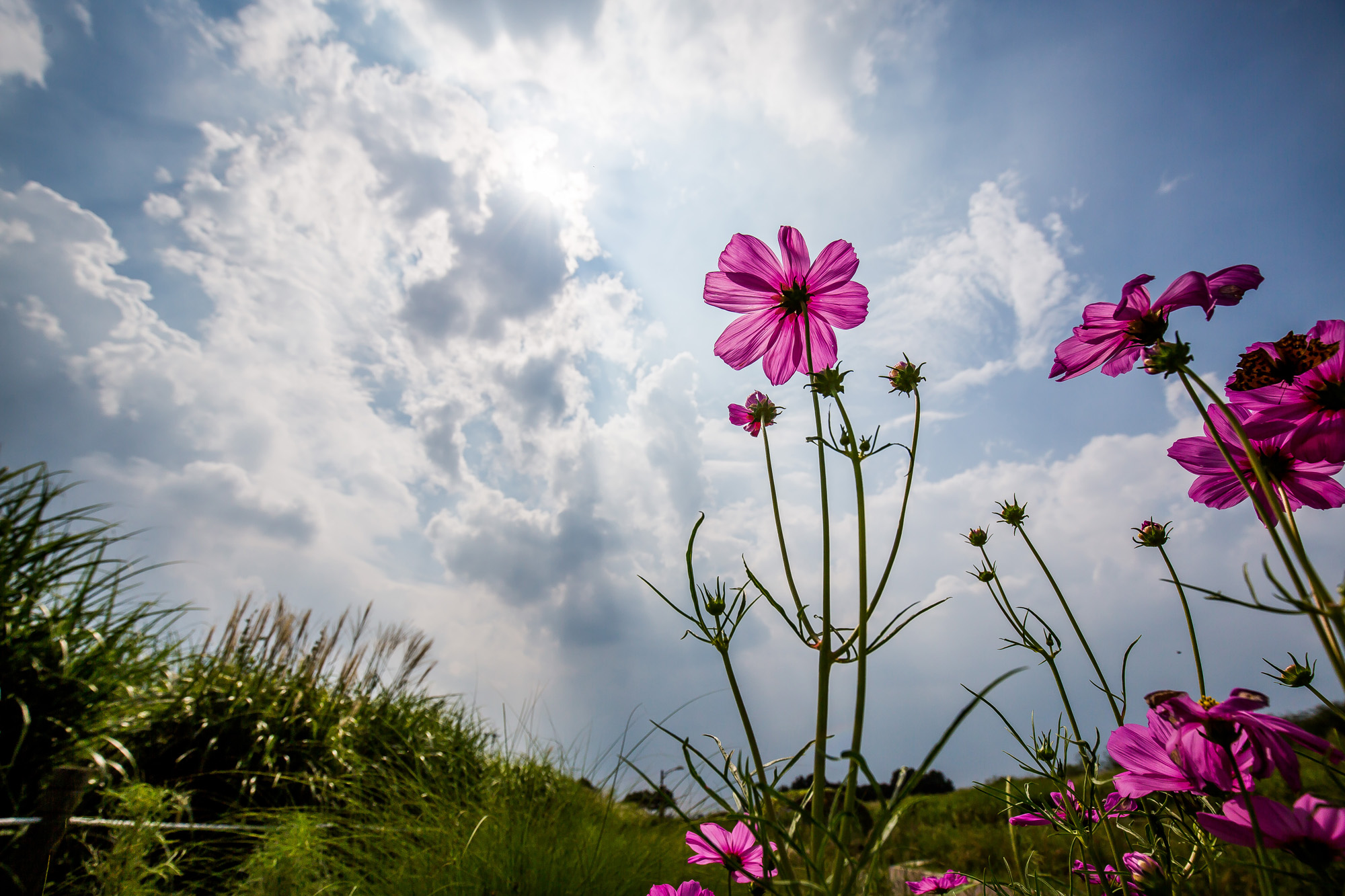 사회;계절;계절스케치;가을스케치;가을무더위;하늘공원;하늘공원가을스케치