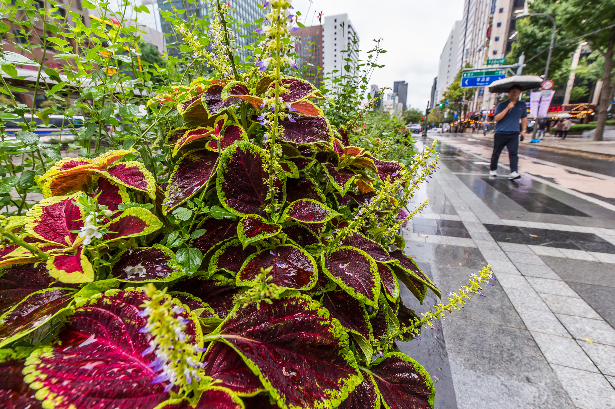 사회;계절;가을;가을비;가을비스케치;가을장마;광화문네거리