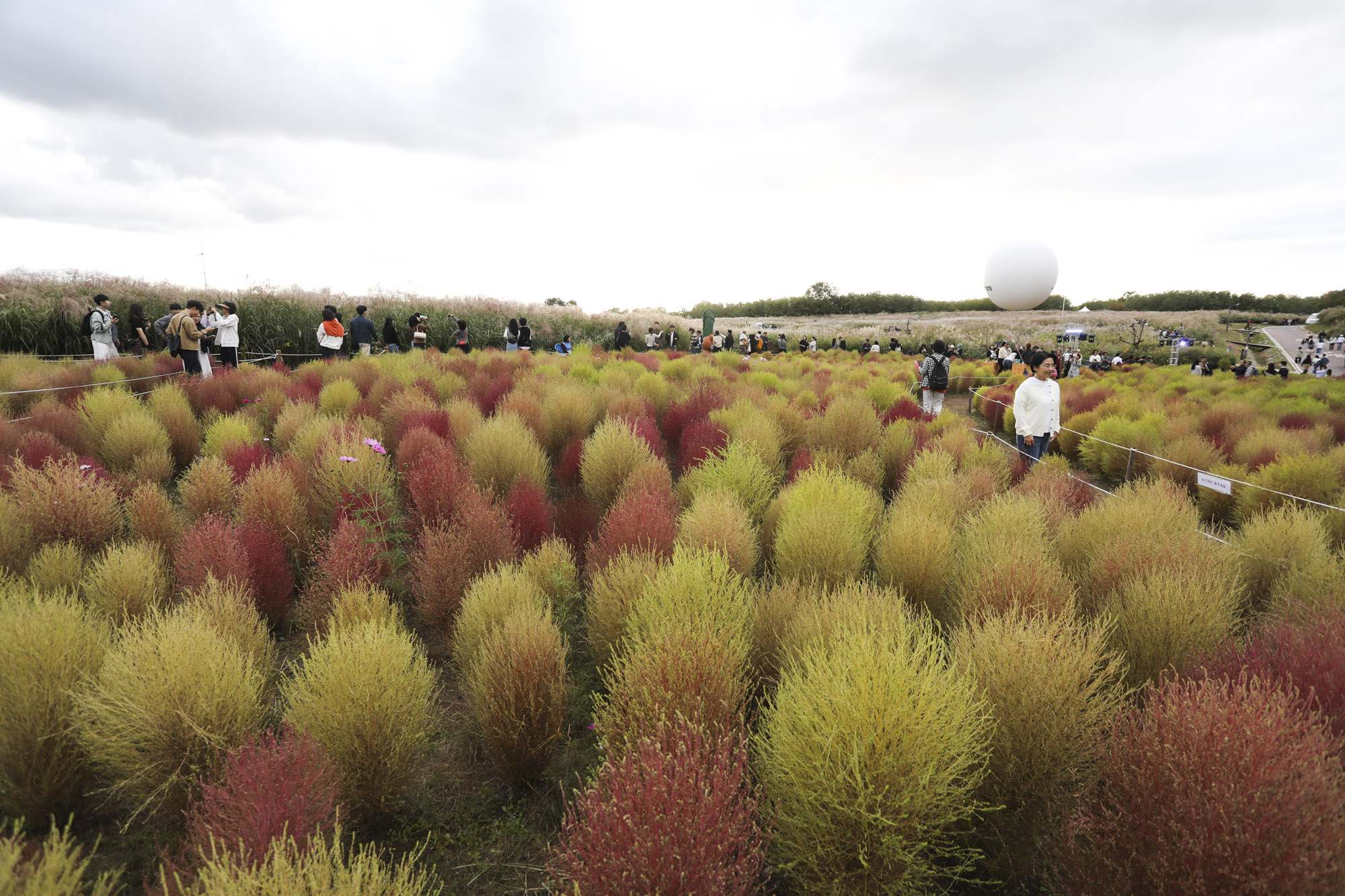 하늘공원;가을;억새축제;서울억새축제;하늘공원억새축제