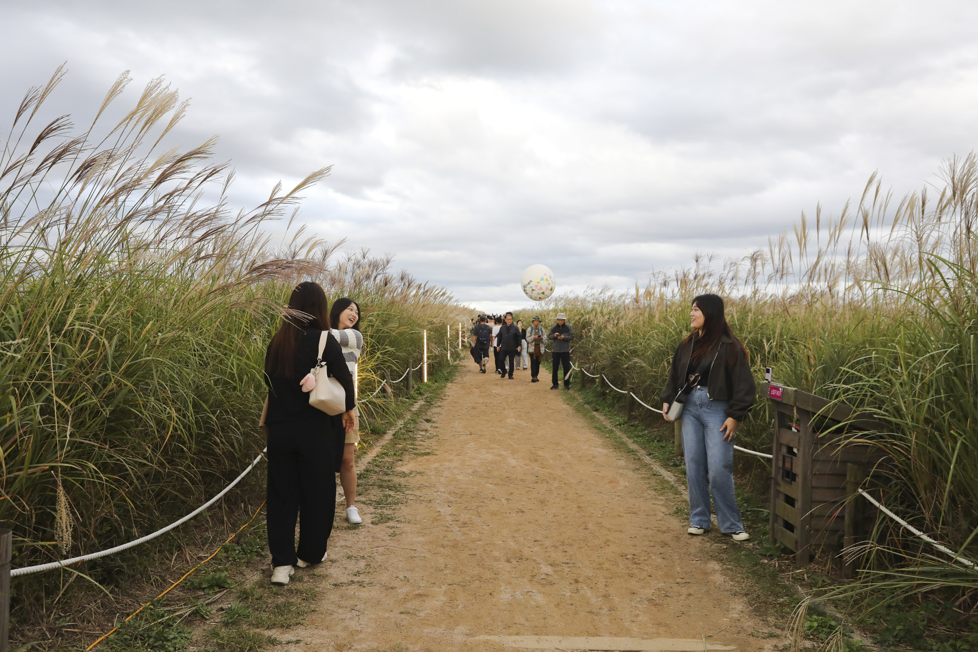 하늘공원;가을;억새축제;서울억새축제;하늘공원억새축제