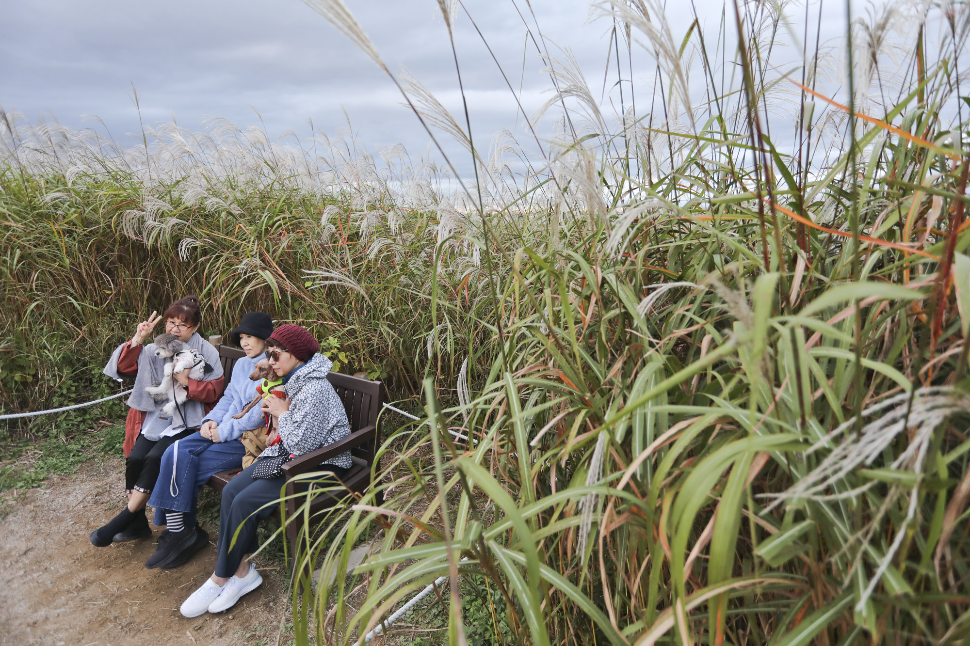 하늘공원;가을;억새축제;서울억새축제;하늘공원억새축제