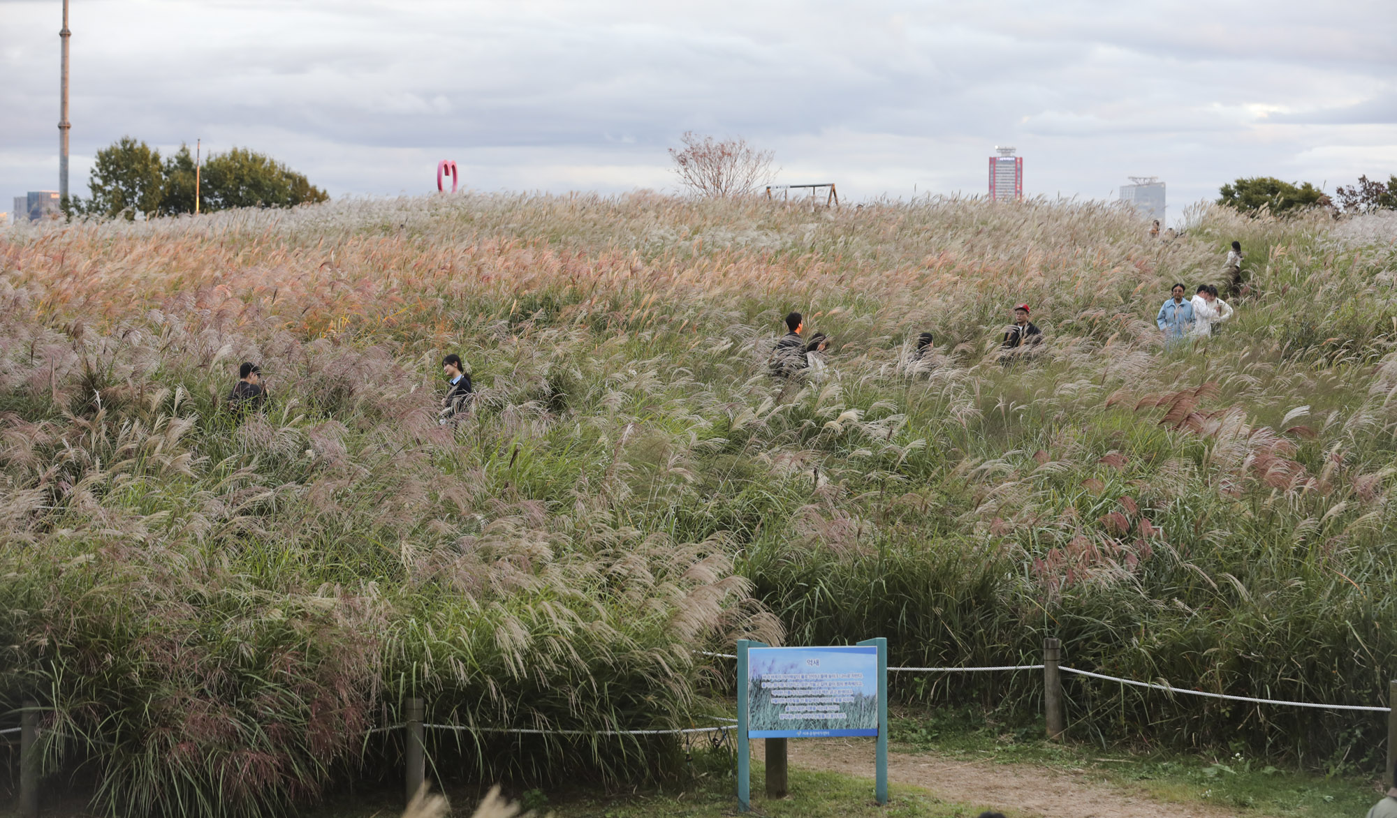 하늘공원;가을;억새축제;서울억새축제;하늘공원억새축제
