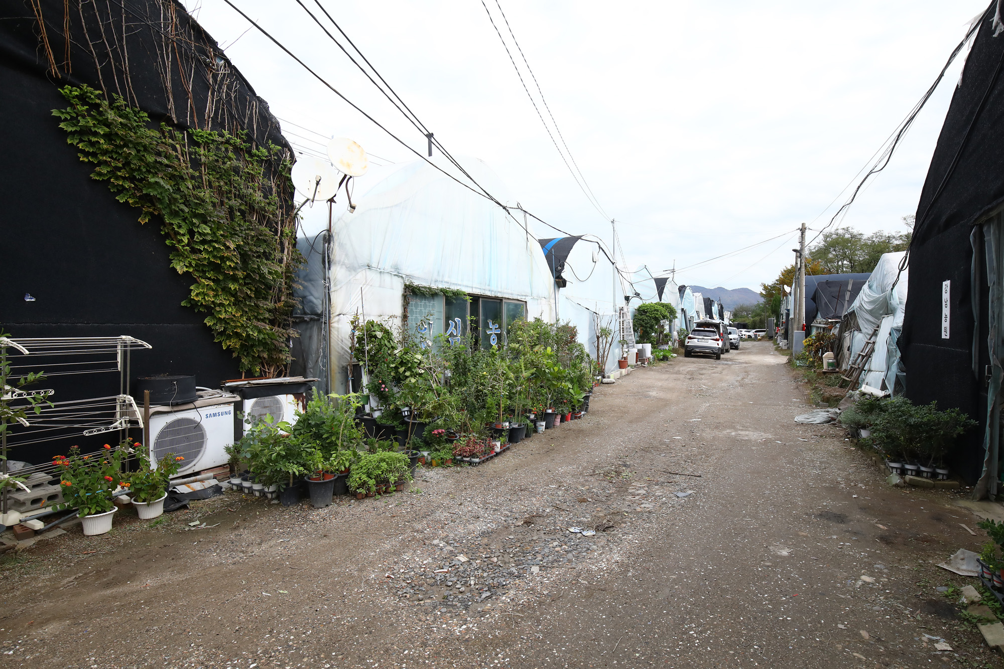 세곡동 화훼단지