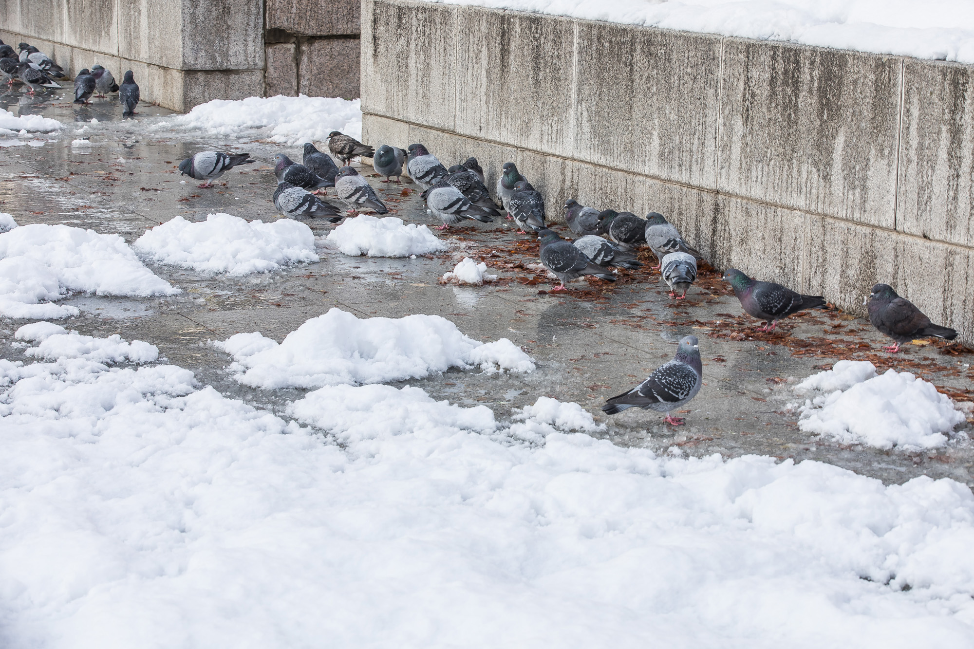 사회;세태;계절스케치;겨울스케치;폭설스케치;서울눈스케치;폭설출근길