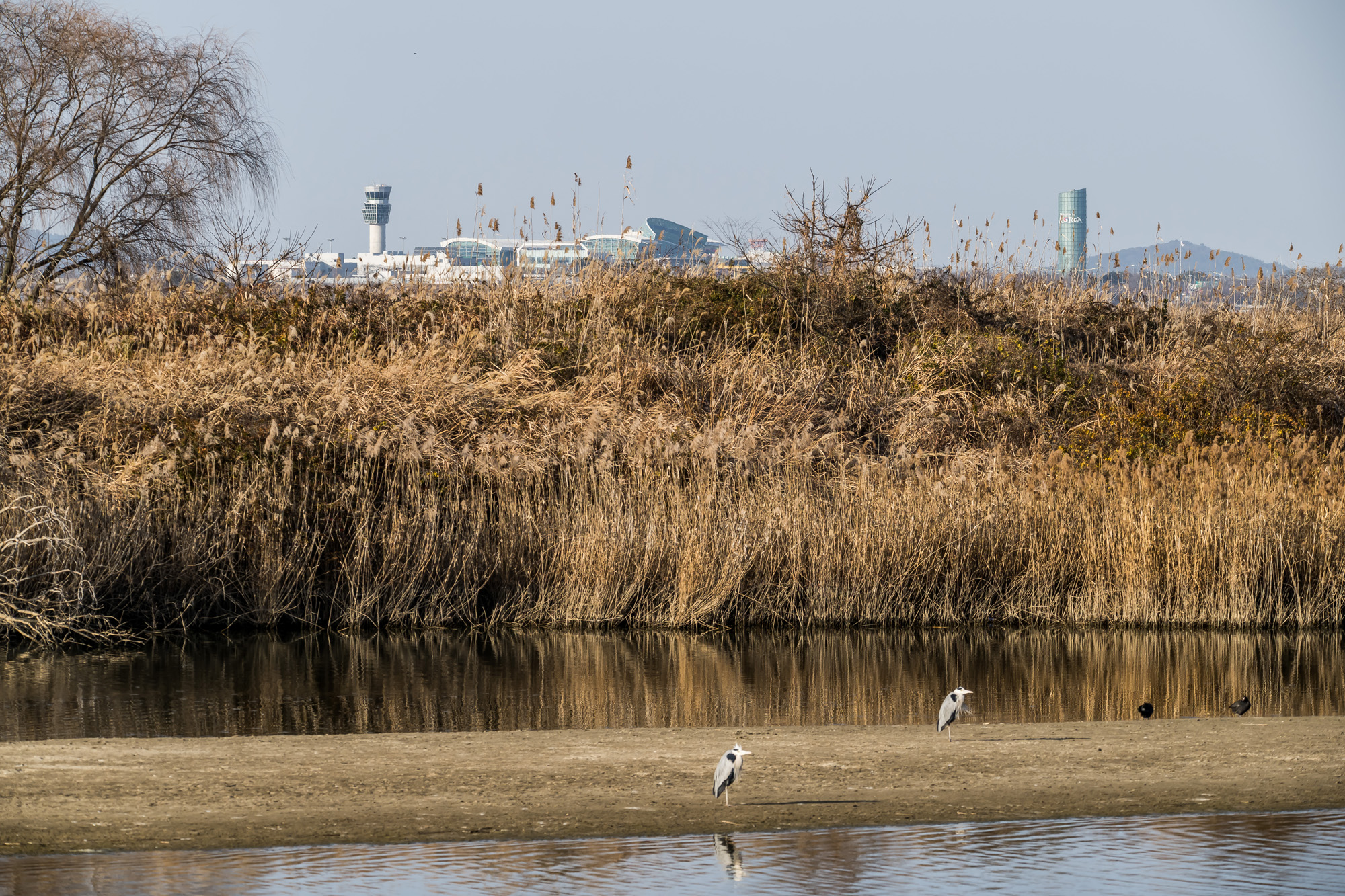 사회;사건사고;사망사고;여객기참사사고;항공기사고;무안국제공항항공기사고;제주항공사망사고;항공기조류충돌;무안공항제주항공여객기참사;제주항공여객기참사;제주항공참사;버드스트라이크;철새떼;새떼충돌;새무리비행