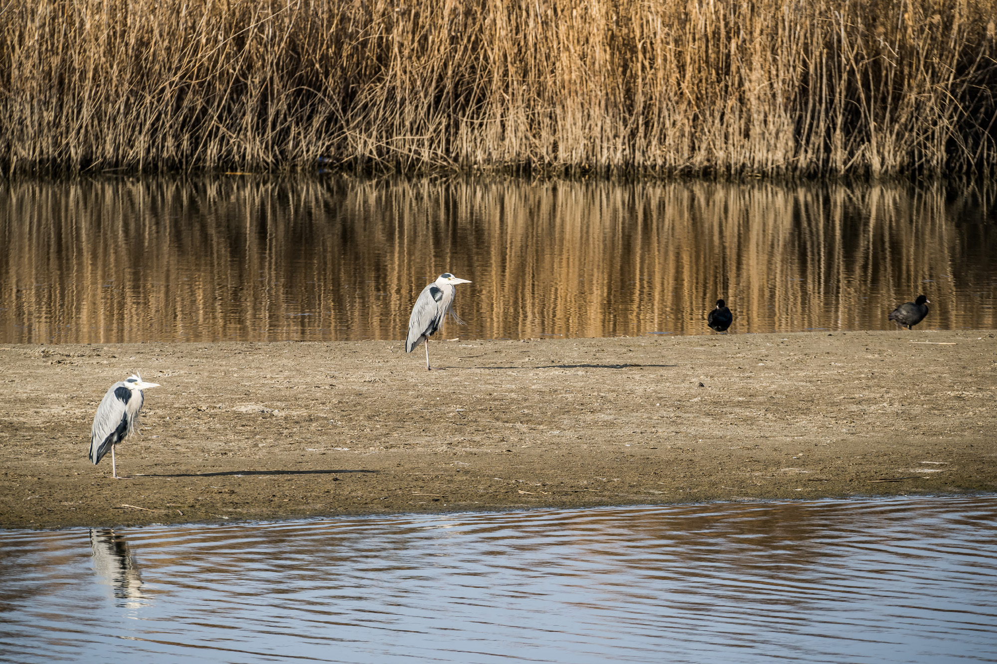 사회;사건사고;사망사고;여객기참사사고;항공기사고;무안국제공항항공기사고;제주항공사망사고;항공기조류충돌;무안공항제주항공여객기참사;제주항공여객기참사;제주항공참사;버드스트라이크;철새떼;새떼충돌;새무리비행