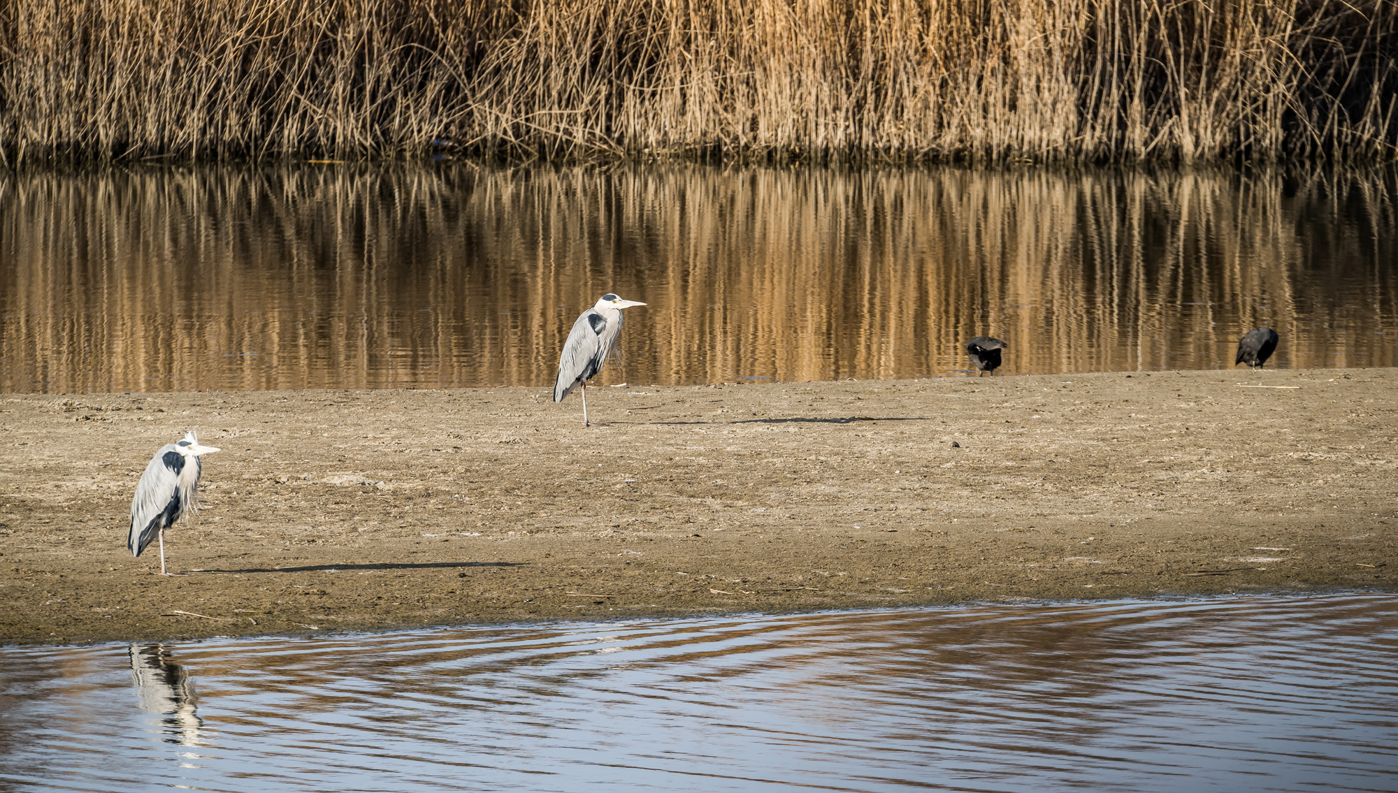 사회;사건사고;사망사고;여객기참사사고;항공기사고;무안국제공항항공기사고;제주항공사망사고;항공기조류충돌;무안공항제주항공여객기참사;제주항공여객기참사;제주항공참사;버드스트라이크;철새떼;새떼충돌;새무리비행