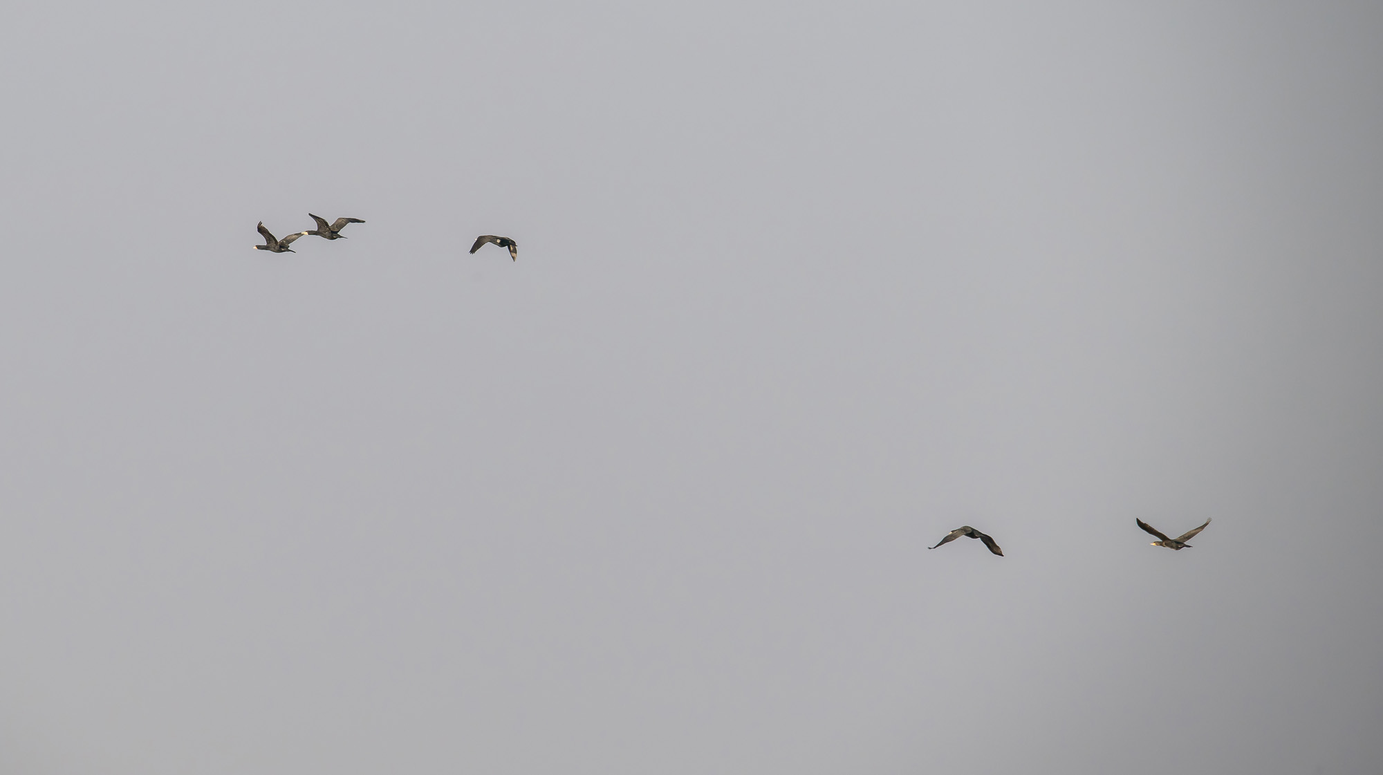 사회;사건사고;사망사고;여객기참사사고;항공기사고;무안국제공항항공기사고;제주항공사망사고;항공기조류충돌;무안공항제주항공여객기참사;제주항공여객기참사;제주항공참사;버드스트라이크;철새떼;새떼충돌;새무리비행