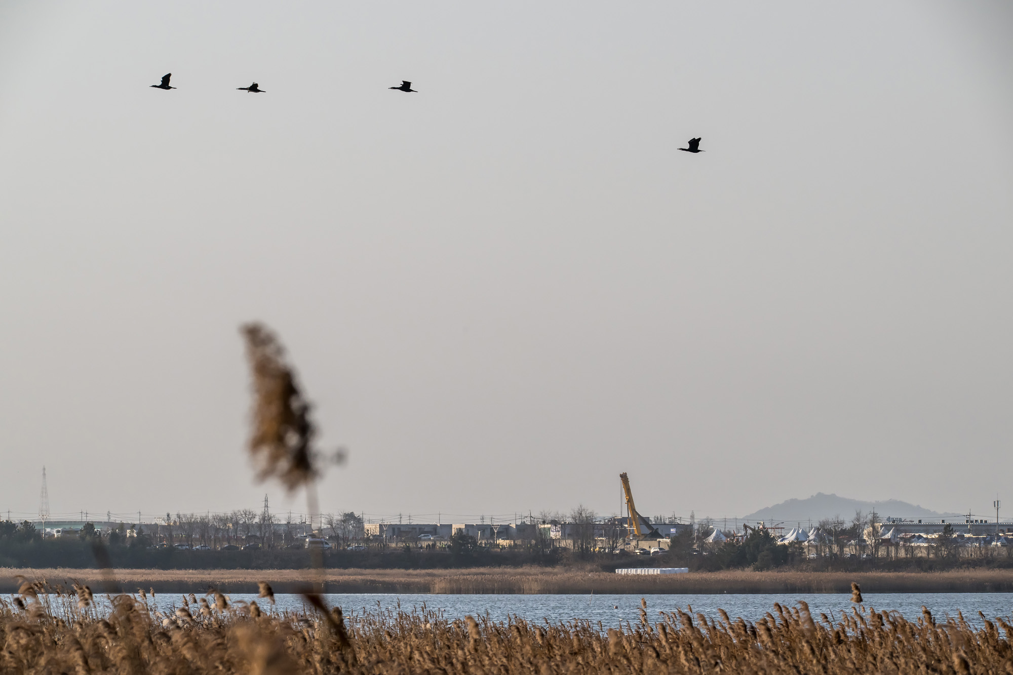사회;사건사고;사망사고;여객기참사사고;항공기사고;무안국제공항항공기사고;제주항공사망사고;항공기조류충돌;무안공항제주항공여객기참사;제주항공여객기참사;제주항공참사;버드스트라이크;철새떼;새떼충돌;새무리비행