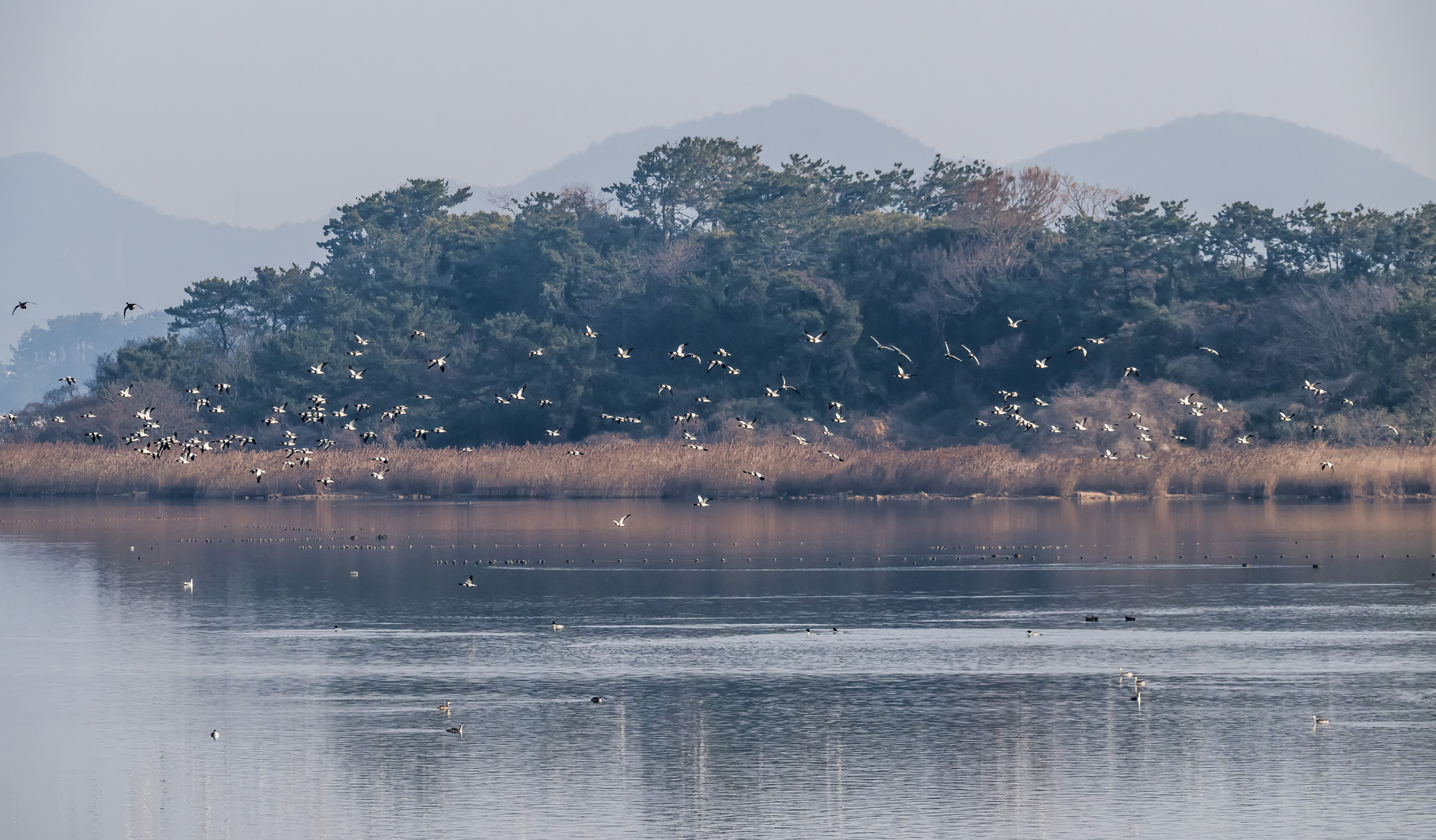 사회;사건사고;사망사고;여객기참사사고;항공기사고;무안국제공항항공기사고;제주항공사망사고;항공기조류충돌;무안공항제주항공여객기참사;제주항공여객기참사;제주항공참사;버드스트라이크;철새떼;새떼충돌;새무리비행
