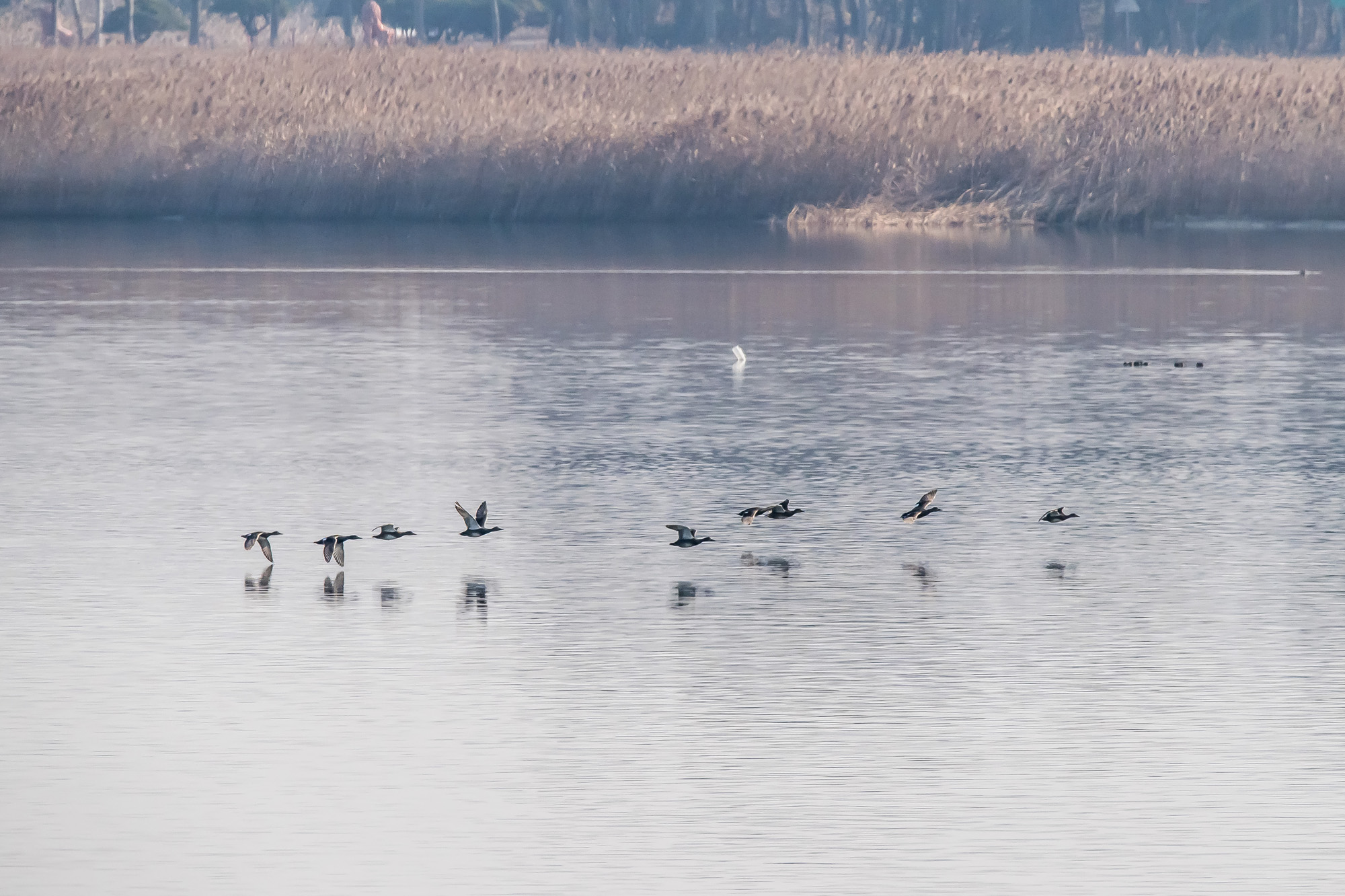사회;사건사고;사망사고;여객기참사사고;항공기사고;무안국제공항항공기사고;제주항공사망사고;항공기조류충돌;무안공항제주항공여객기참사;제주항공여객기참사;제주항공참사;버드스트라이크;철새떼;새떼충돌;새무리비행