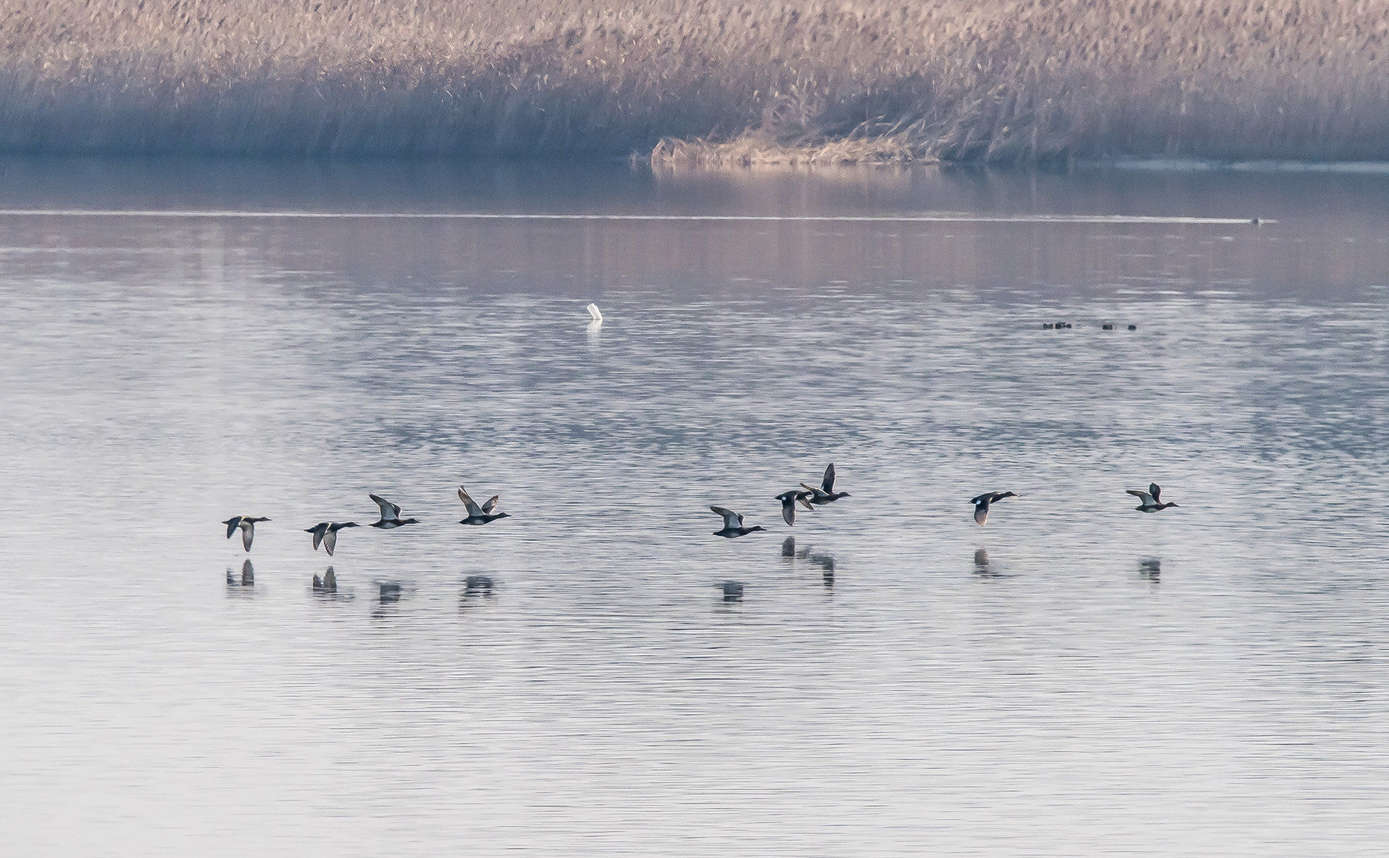 사회;사건사고;사망사고;여객기참사사고;항공기사고;무안국제공항항공기사고;제주항공사망사고;항공기조류충돌;무안공항제주항공여객기참사;제주항공여객기참사;제주항공참사;버드스트라이크;철새떼;새떼충돌;새무리비행