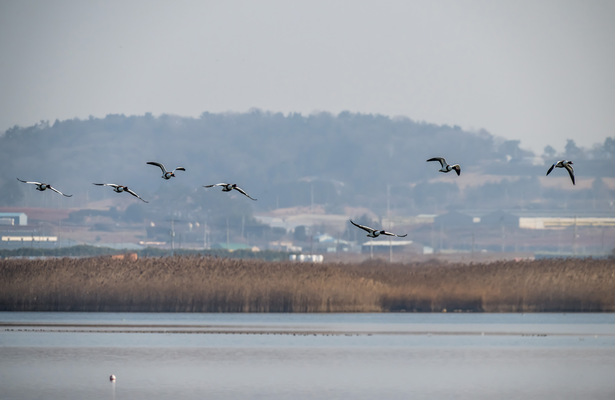 사회;사건사고;사망사고;여객기참사사고;항공기사고;무안국제공항항공기사고;제주항공사망사고;항공기조류충돌;무안공항제주항공여객기참사;제주항공여객기참사;제주항공참사;버드스트라이크;철새떼;새떼충돌;새무리비행
