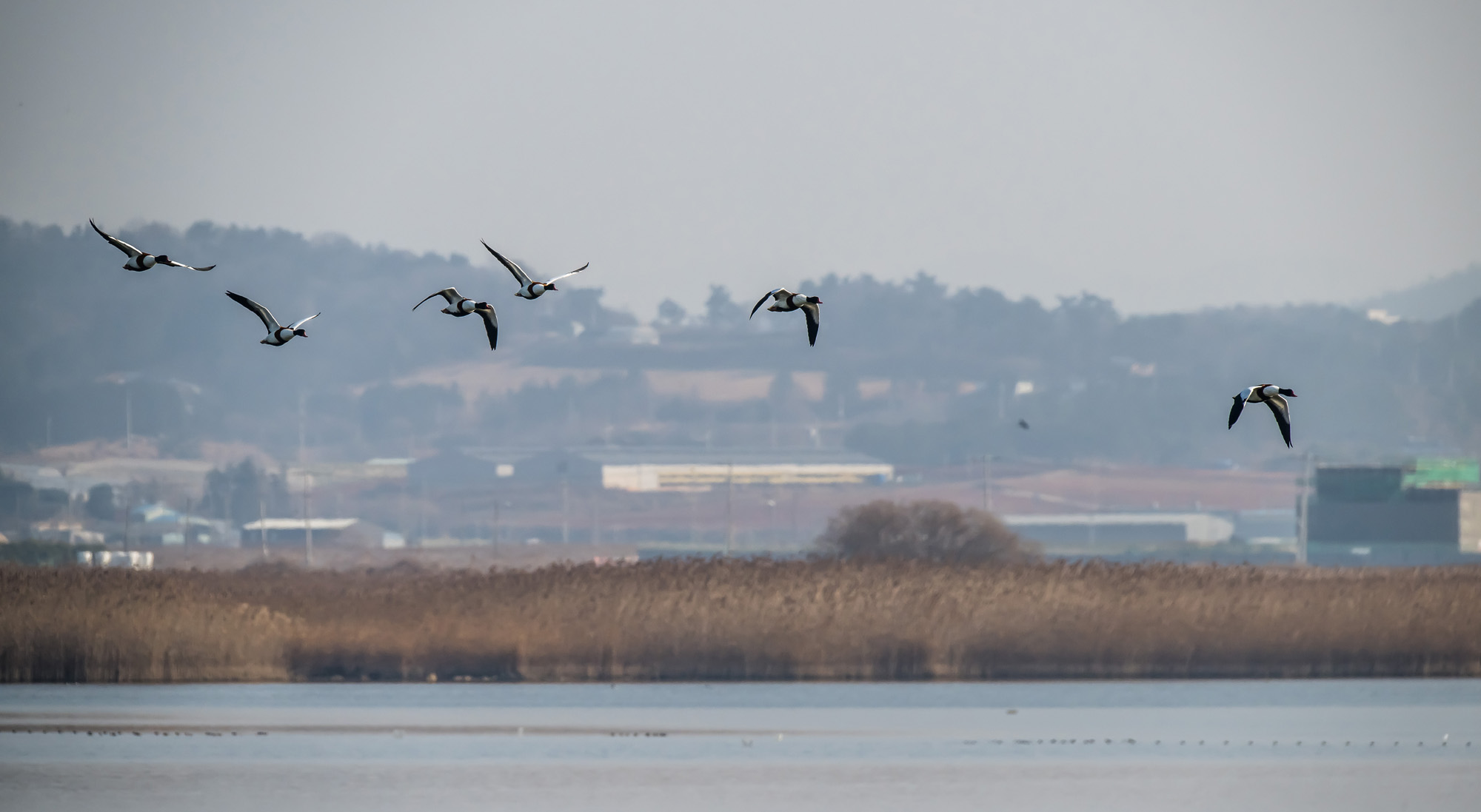 사회;사건사고;사망사고;여객기참사사고;항공기사고;무안국제공항항공기사고;제주항공사망사고;항공기조류충돌;무안공항제주항공여객기참사;제주항공여객기참사;제주항공참사;버드스트라이크;철새떼;새떼충돌;새무리비행