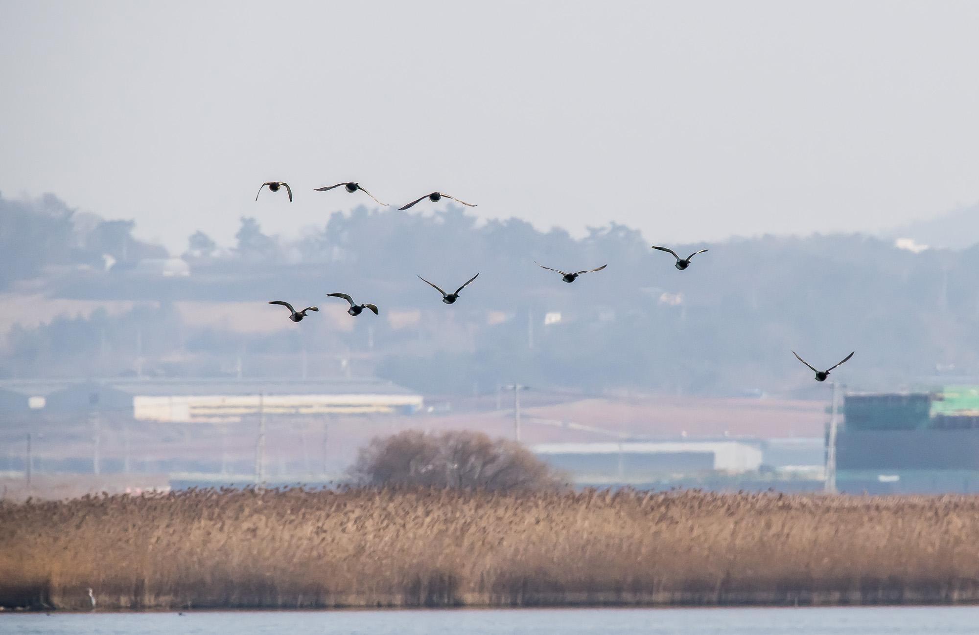 사회;사건사고;사망사고;여객기참사사고;항공기사고;무안국제공항항공기사고;제주항공사망사고;항공기조류충돌;무안공항제주항공여객기참사;제주항공여객기참사;제주항공참사;버드스트라이크;철새떼;새떼충돌;새무리비행