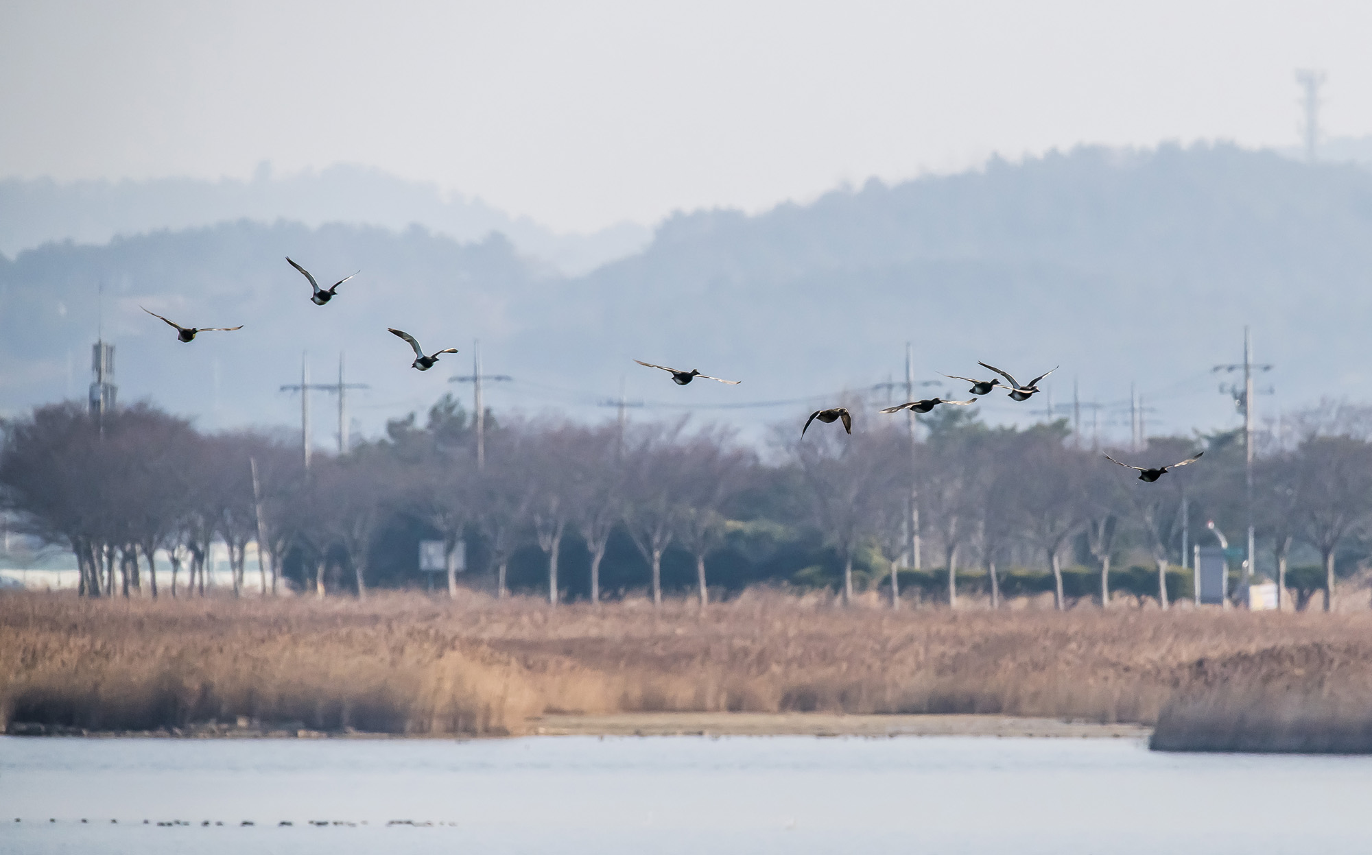 사회;사건사고;사망사고;여객기참사사고;항공기사고;무안국제공항항공기사고;제주항공사망사고;항공기조류충돌;무안공항제주항공여객기참사;제주항공여객기참사;제주항공참사;버드스트라이크;철새떼;새떼충돌;새무리비행